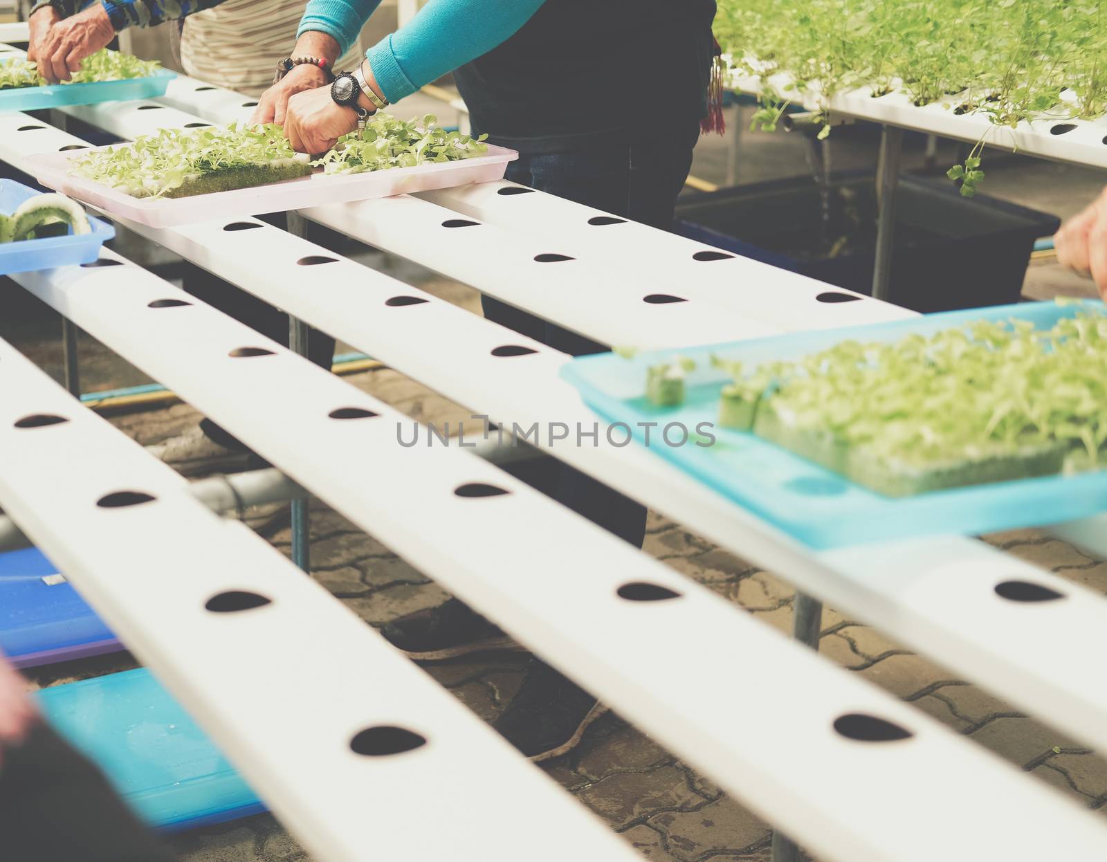seedling of hydroponic vegetable sprout on wet sponge in plant nursery. lettuce salad growing from seed in farm.