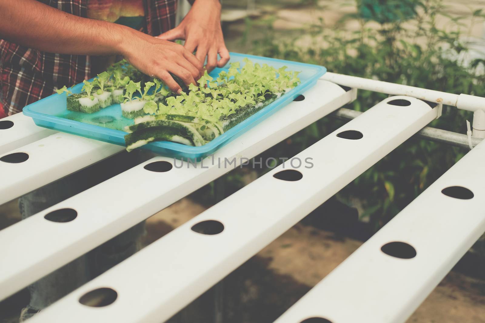 seedling of hydroponic vegetable sprout on wet sponge in plant nursery. lettuce salad growing from seed in farm.