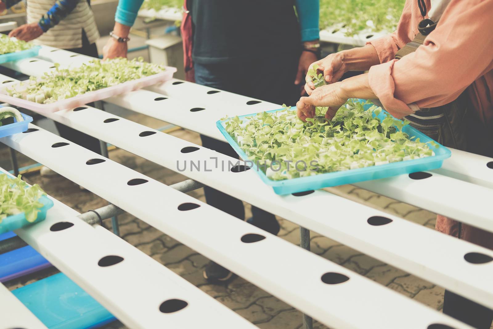 seedling of hydroponic vegetable sprout on wet sponge in plant nursery. lettuce salad growing from seed in farm.