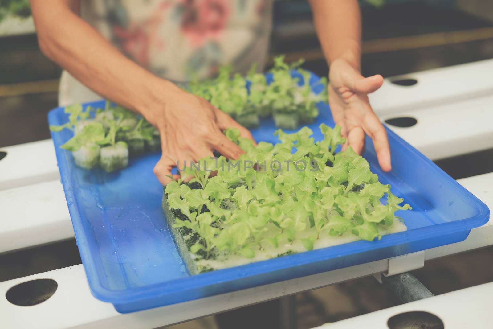 seedling of hydroponic vegetable sprout on wet sponge in plant nursery. lettuce salad growing from seed in farm.