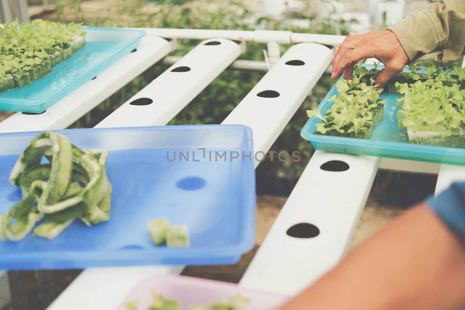 seedling of hydroponic vegetable sprout on wet sponge in plant nursery. lettuce salad growing from seed in farm.