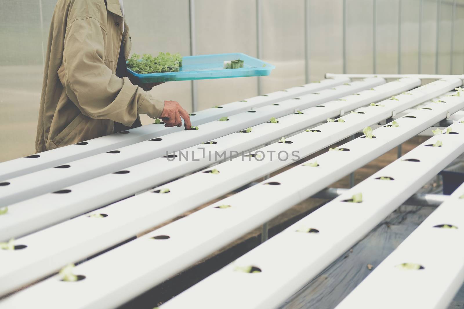 farmer putting hydroponic vegetable sprout on wet sponge on Hydroponic rail pipe in plant nursery. lettuce salad growing from seed in farm.