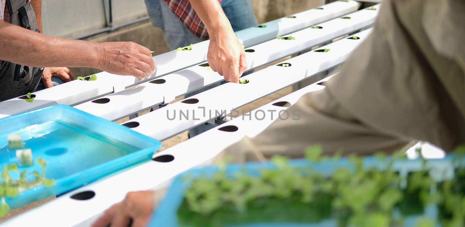 farmer putting hydroponic vegetable sprout on wet sponge on Hydroponic rail pipe in plant nursery. lettuce salad growing from seed in farm.