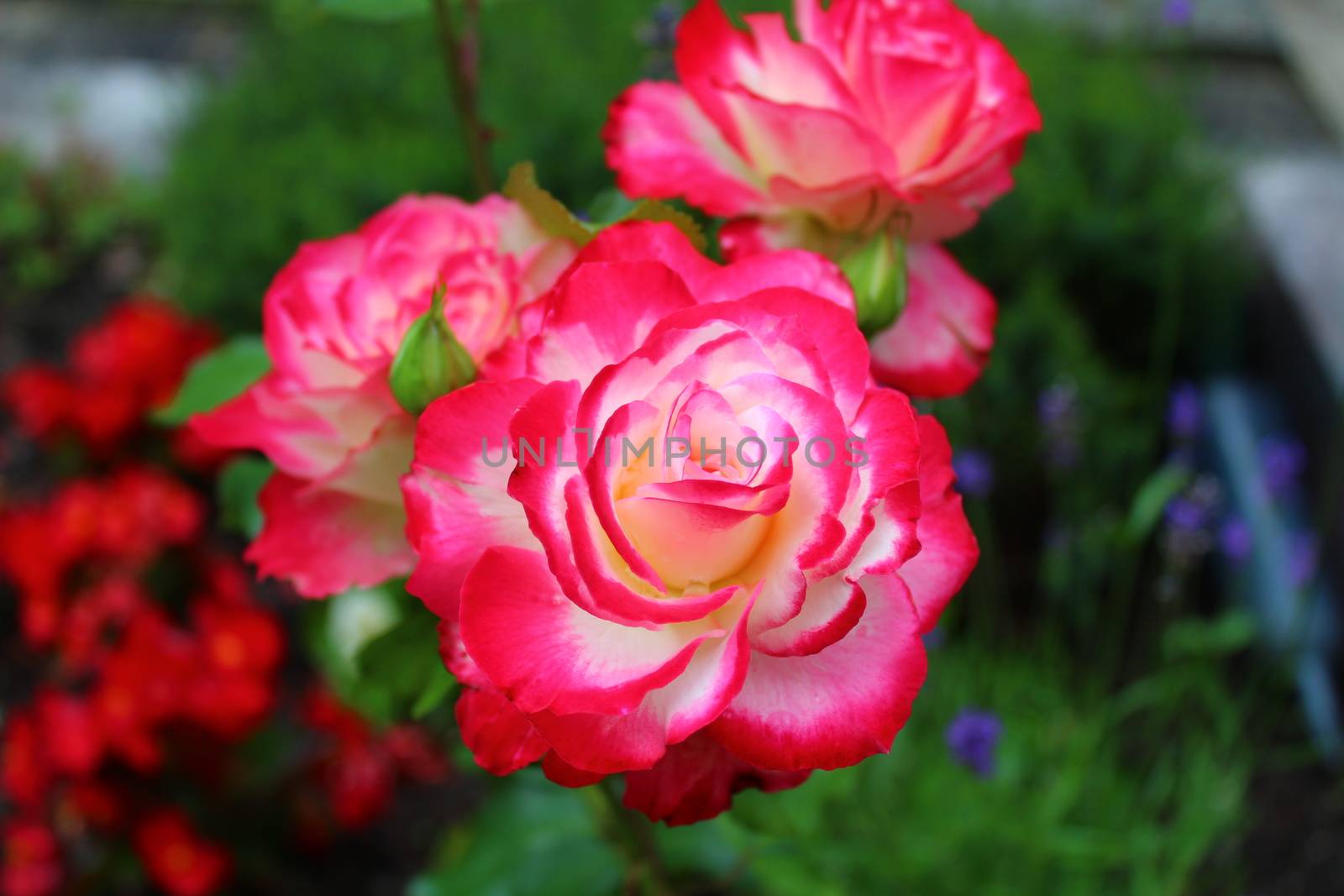 The picture shows a red rose in the garden in the summer
