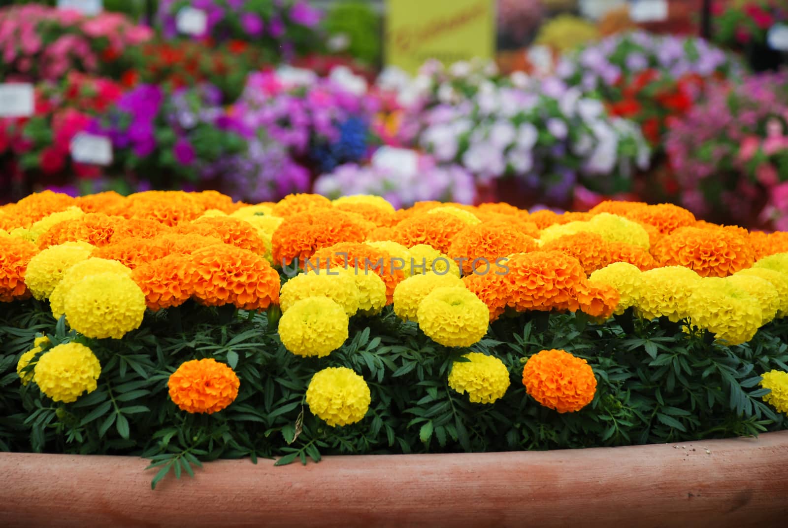Marigolds Mixed Color (Tagetes erecta, Mexican marigold, Aztec marigold, African marigold), marigold pot plant