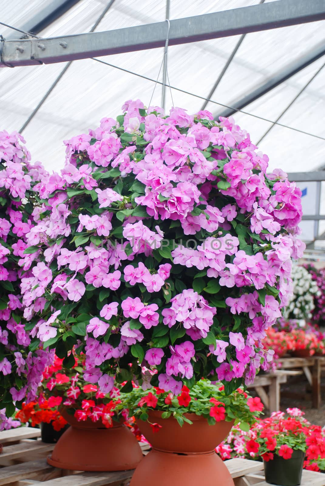 Pink impatiens in potted, scientific name Impatiens walleriana flowers also called Balsam, flower bed of blossoms in pink
