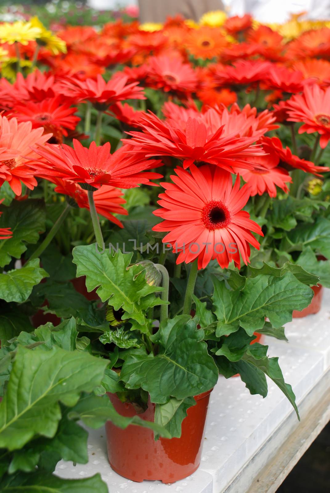 Red colour Gerbera daisy. Gerbera plant in pot on the table.  by yuiyuize