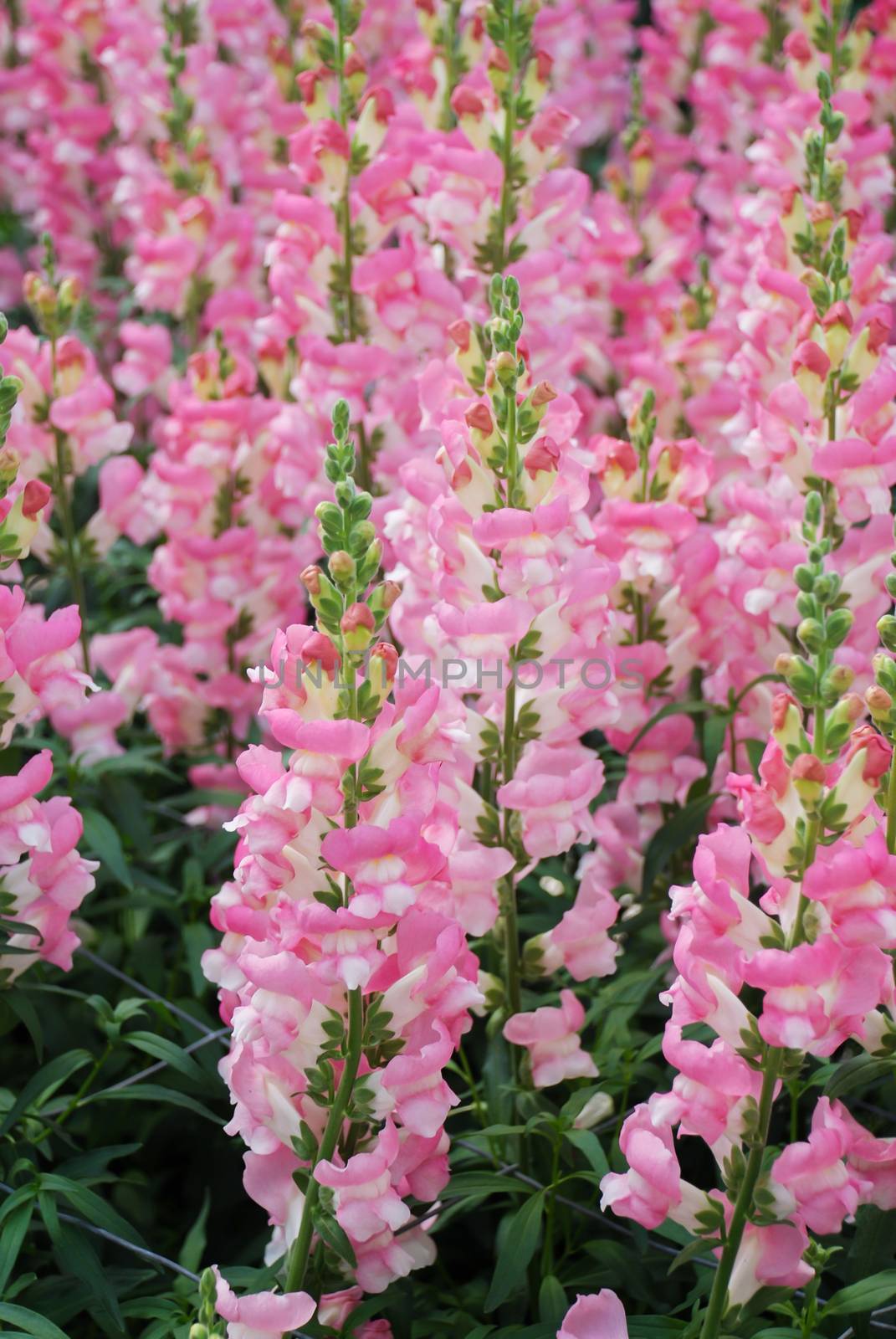 colorful Snapdragon (Antirrhinum majus) blooming in the garden b by yuiyuize