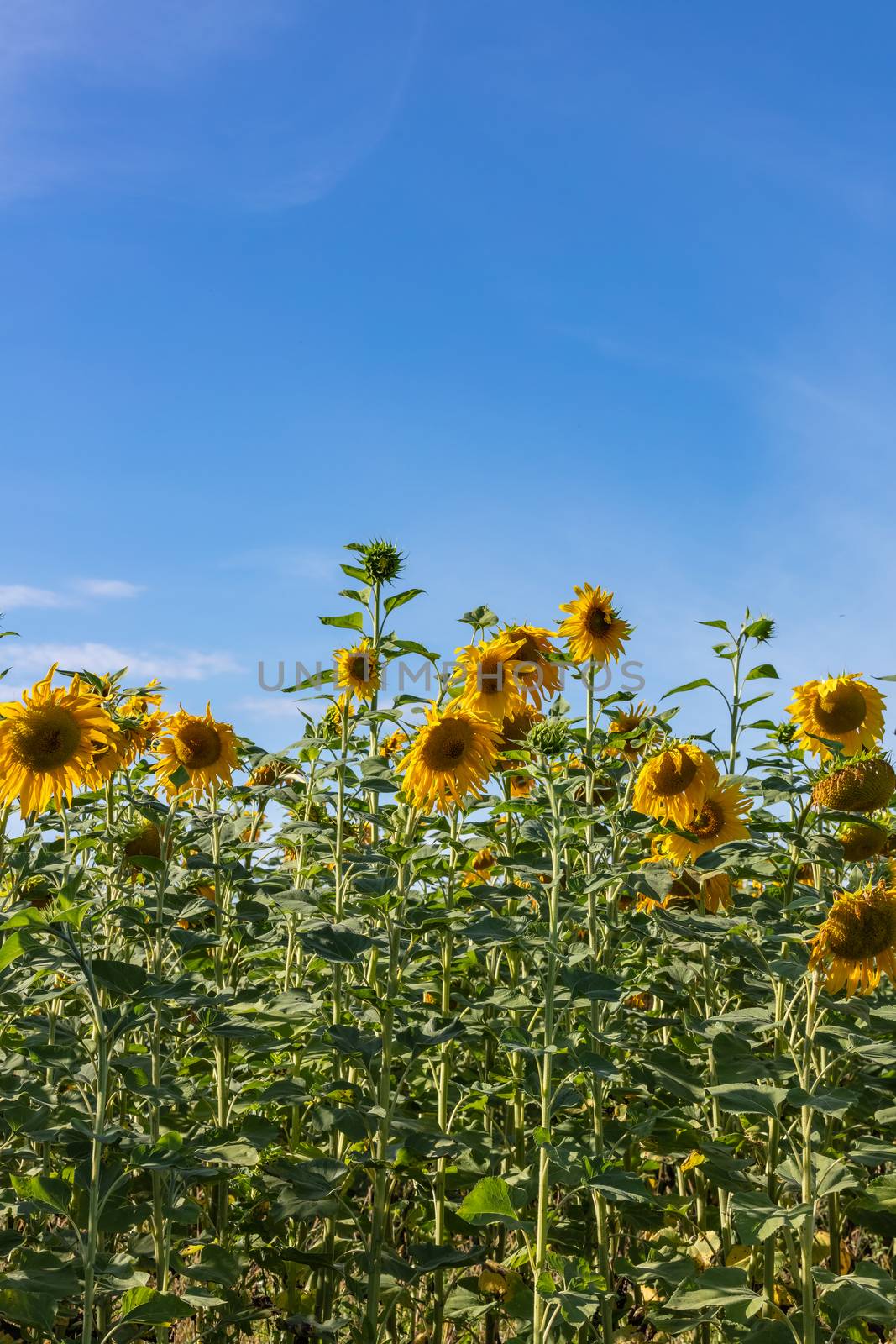 Shot of sunflower field on a blue sky background by DamantisZ