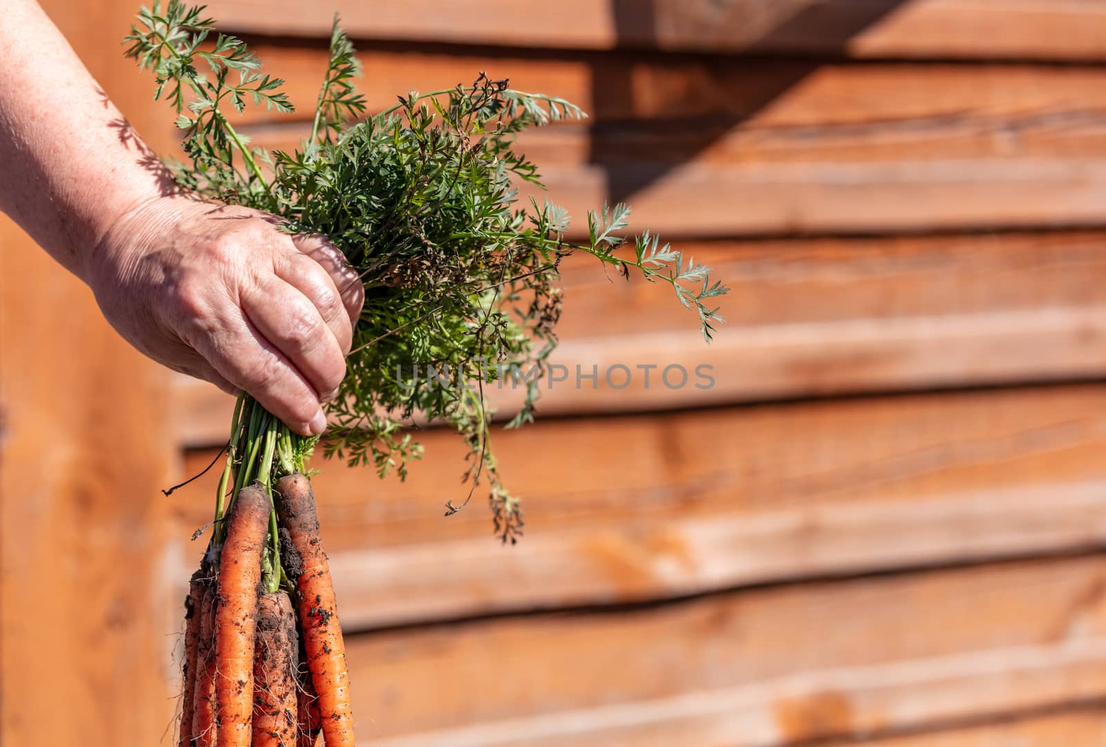 A close up shot of a farmer holding a bunch of carrots, covered with dirt, just dug out from the ground. Agriculture and farming concept. Blurred background, copy space.