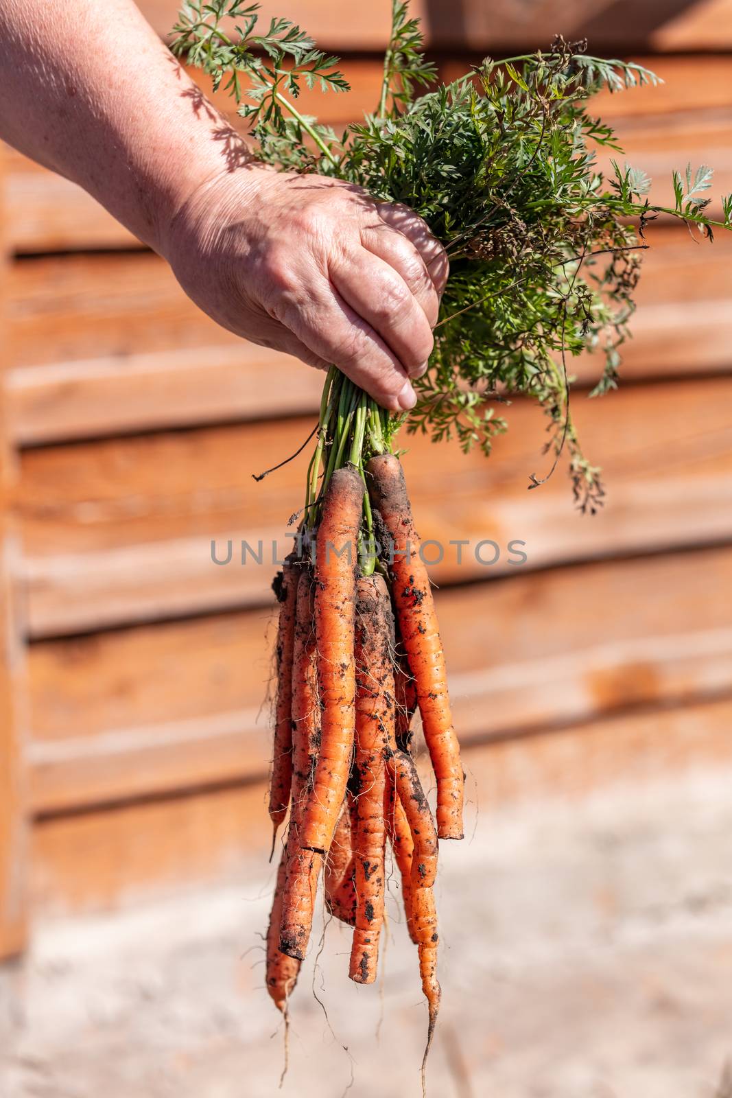 Farmer holding a bunch of carrots. Close up shot by DamantisZ