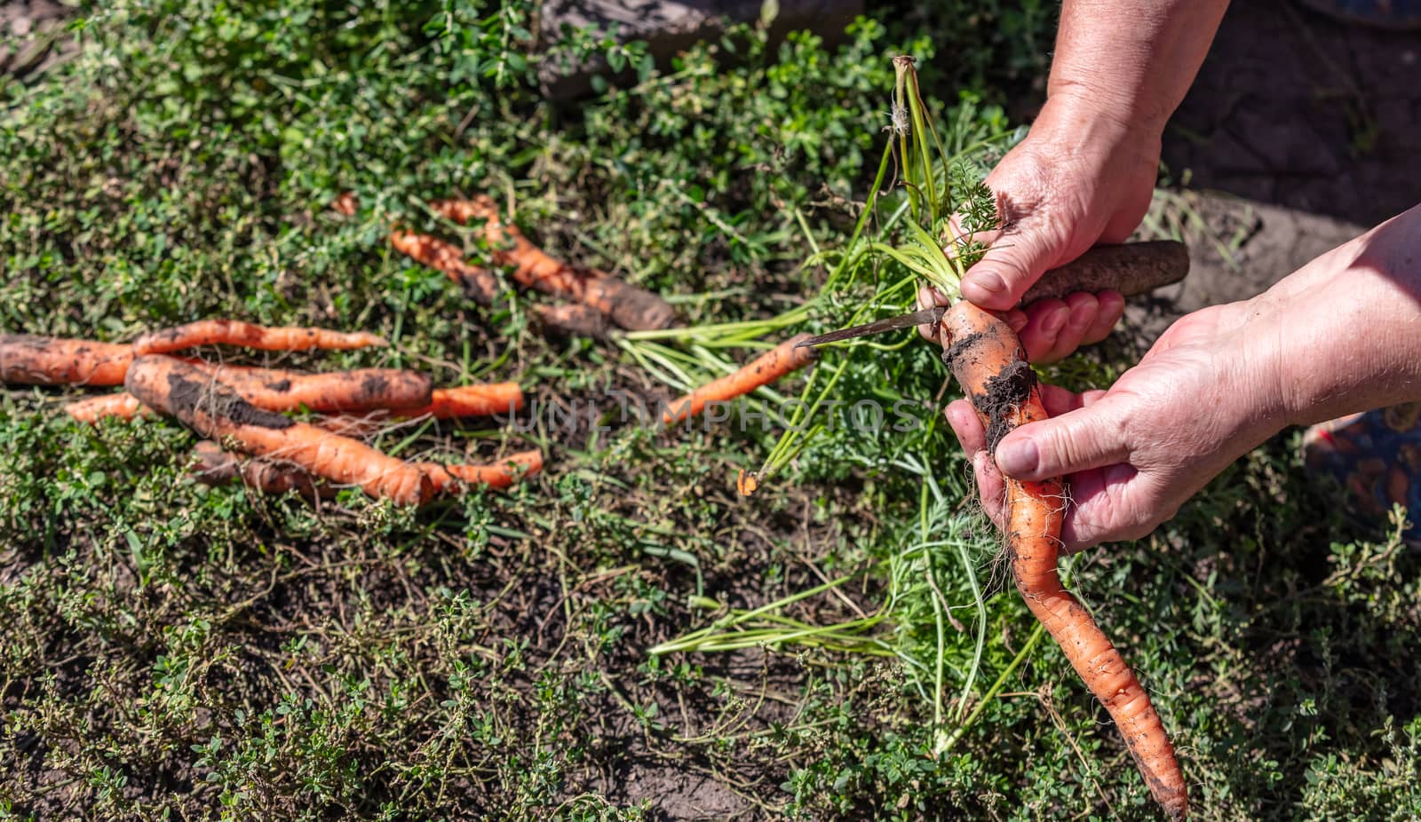 A close up shot of a farmer holding and cutting carrots just dug out from the ground. Agriculture and farming concept. Blurred background, copy space.