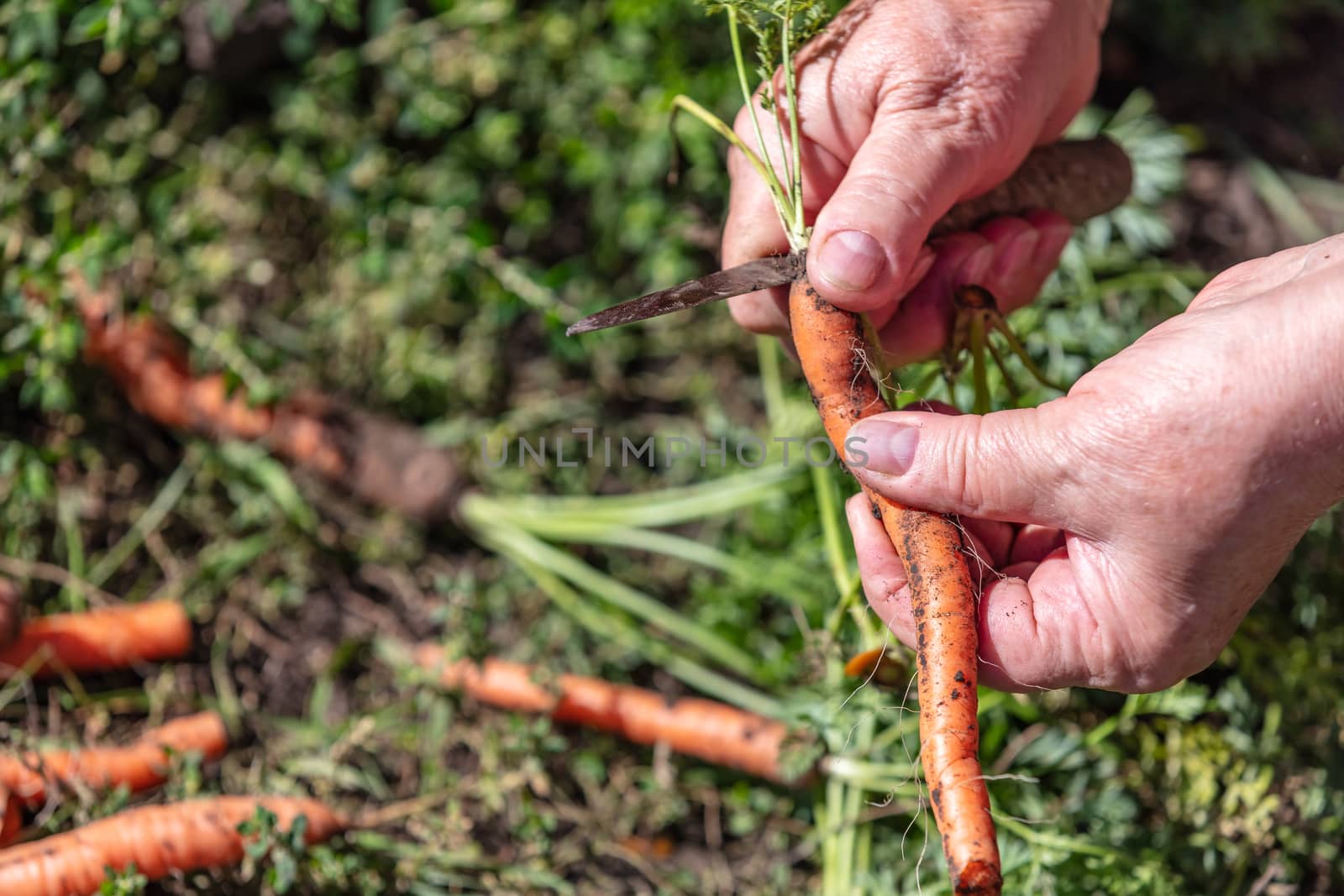 Farmer holding and cutting carrots. Close up shot by DamantisZ