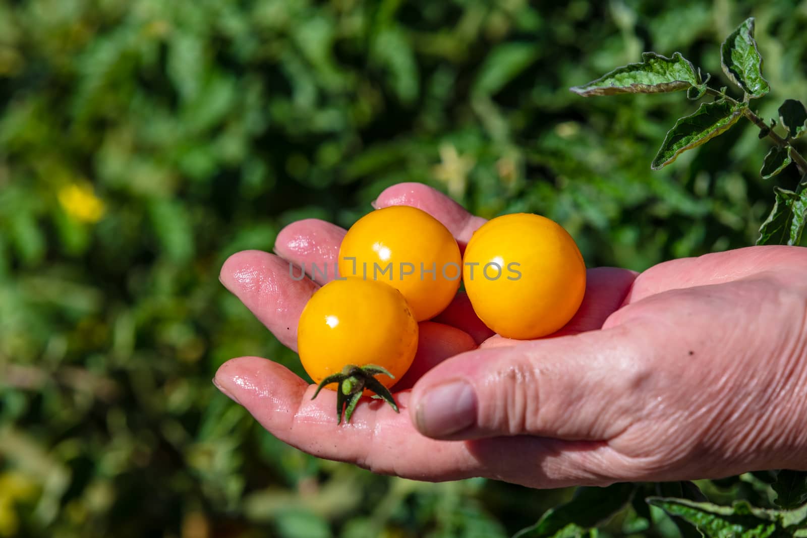 A close up shot of a farmer holding a bunch of clean yellow cherry tomatoes. Agriculture and farming concept. Blurred background.