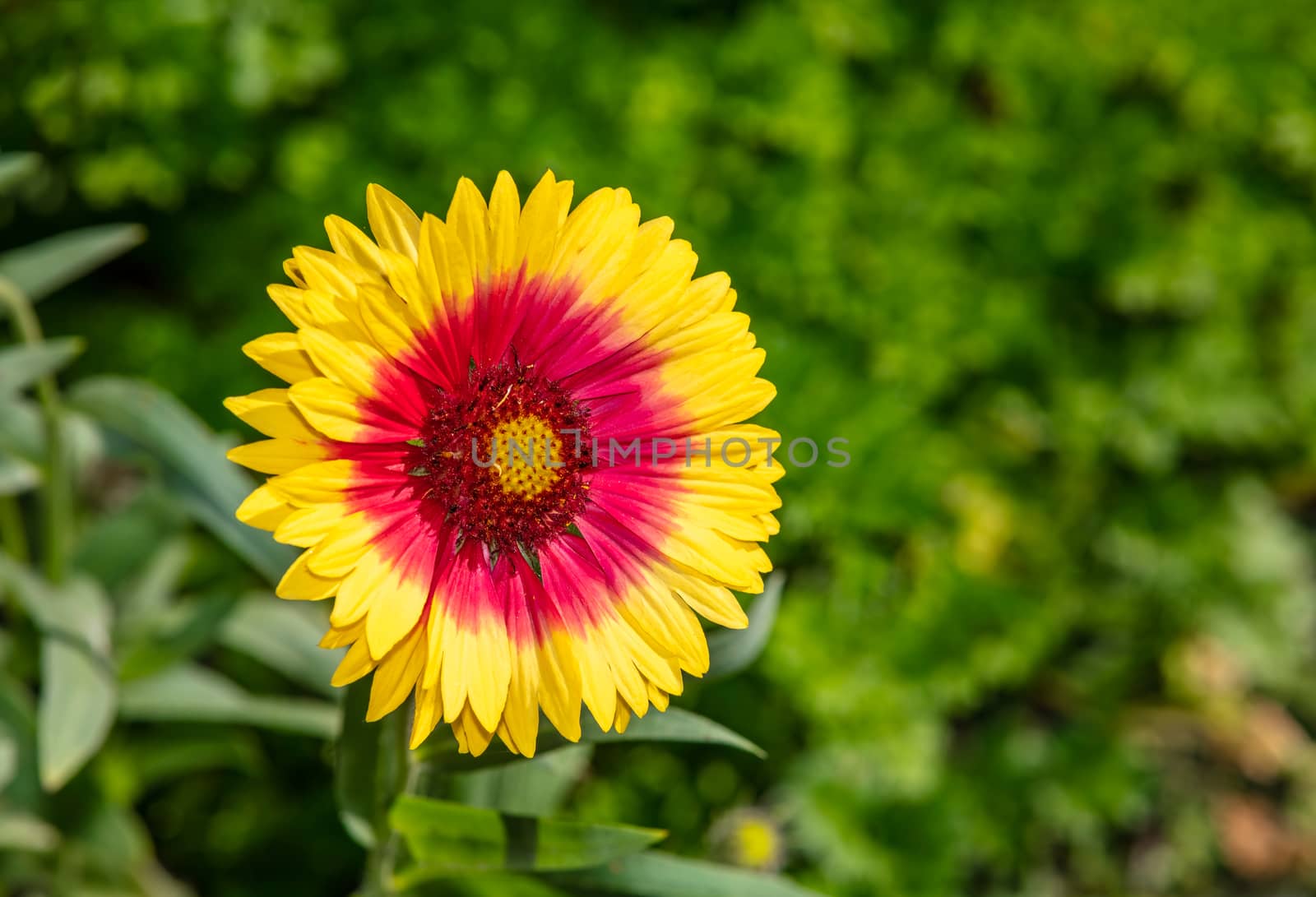 Close up shot of a beautiful yellow flower with a red center in the meadow on a sunny day. Blurred green background. Copy space.