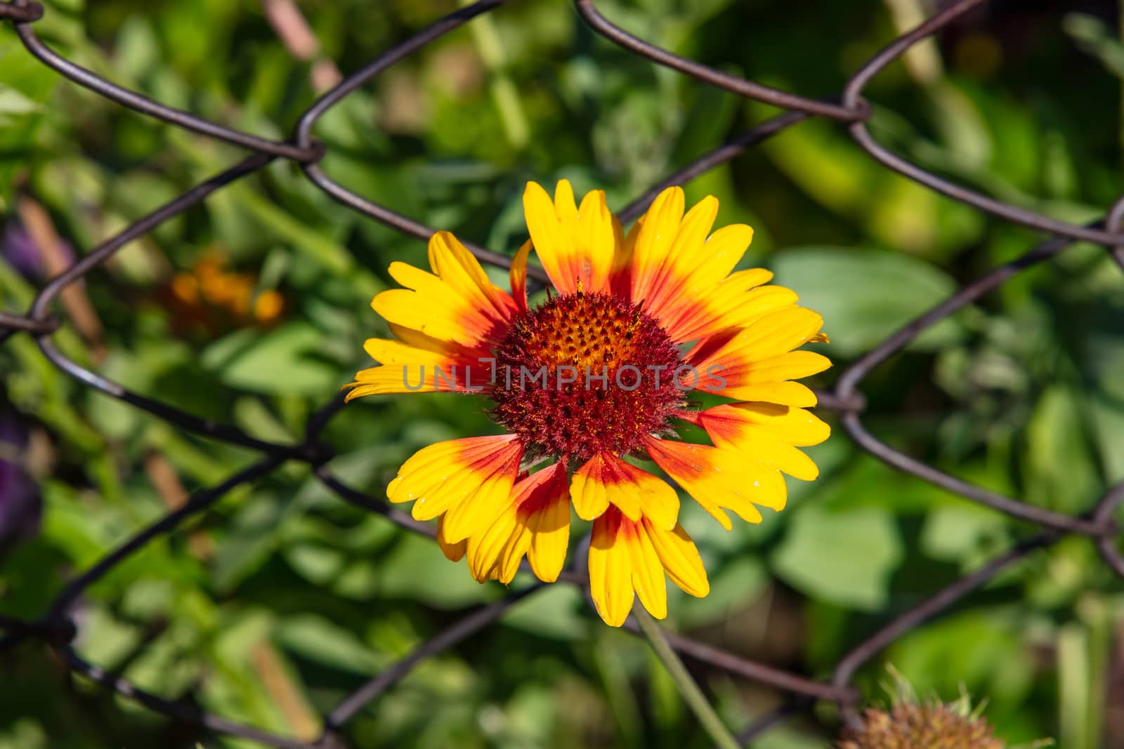 Close up shot of a beautiful yellow Gaillardia flower with a red center. Wired fence in the background. Blurred.