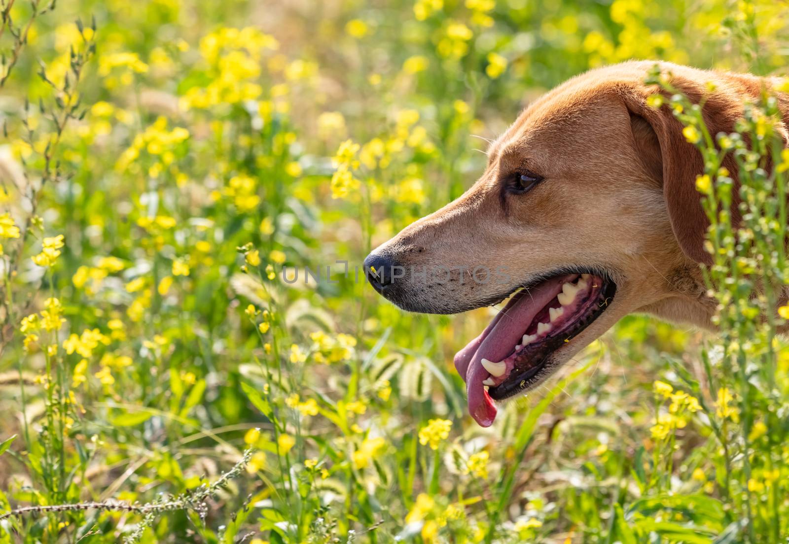 A close up shot of a brown hound dog hunting on a meadow blurred background. Meadow is full of green and yellow plants.