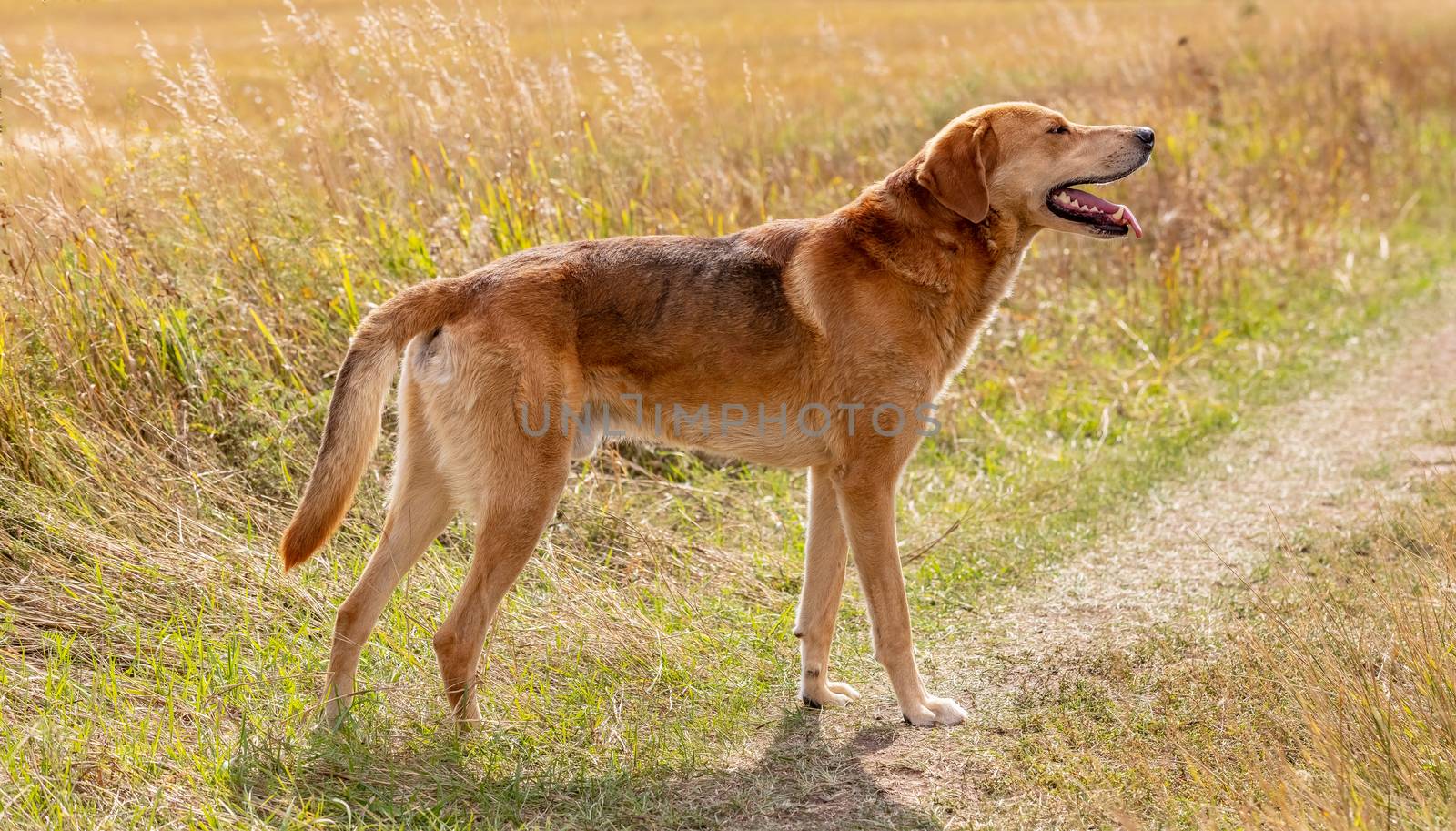 A shot of a brown hound dog posing on a road in the country. Countryside field as a background.