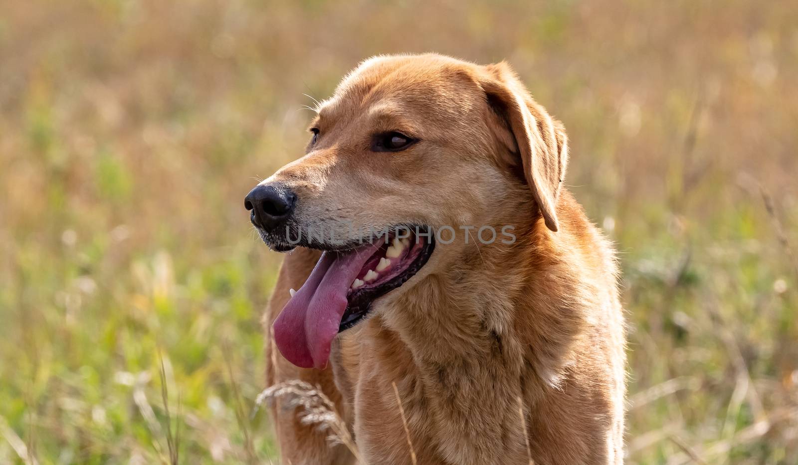 A close up shot of a brown hound dog hunting on a meadow blurred background. Dog looking curiously in the distance.