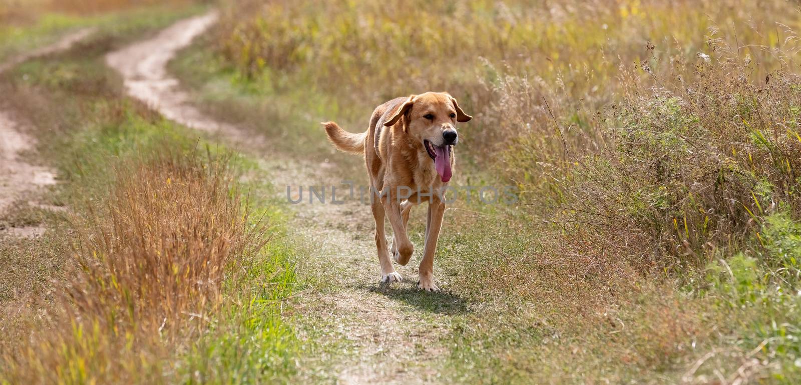A shot of a brown hound dog running and hunting on a road in the country.