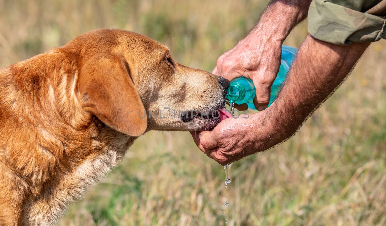 A shot of a hunter giving water to his hound dog in the countryside. Close up view. Blurred background.