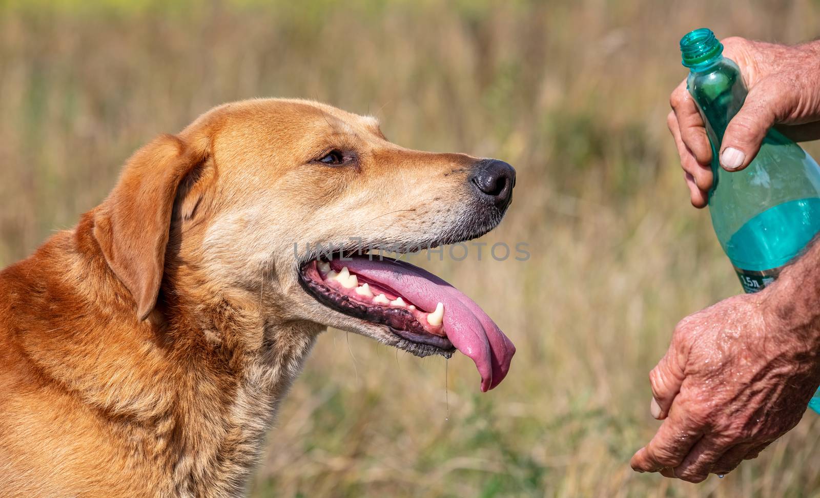 Shot of a hunter who is about to give water to his hound dog in the countryside. Dog looking very happy and content, its mouth wide open, tongue sticking out. Close up view. Blurred background.