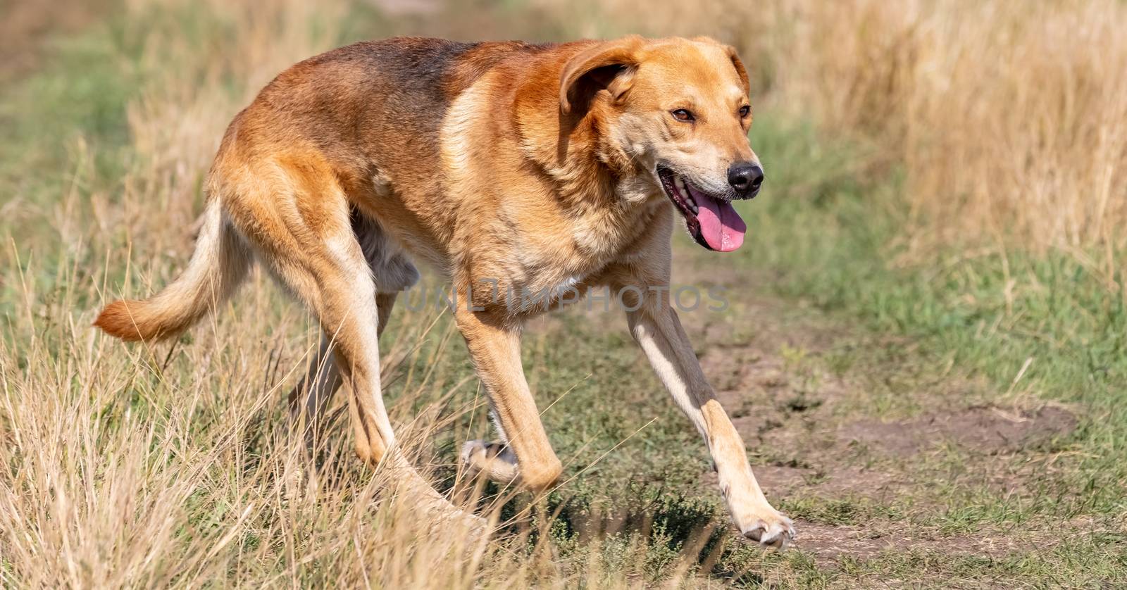 A shot of a brown hound dog running and hunting in the country.
