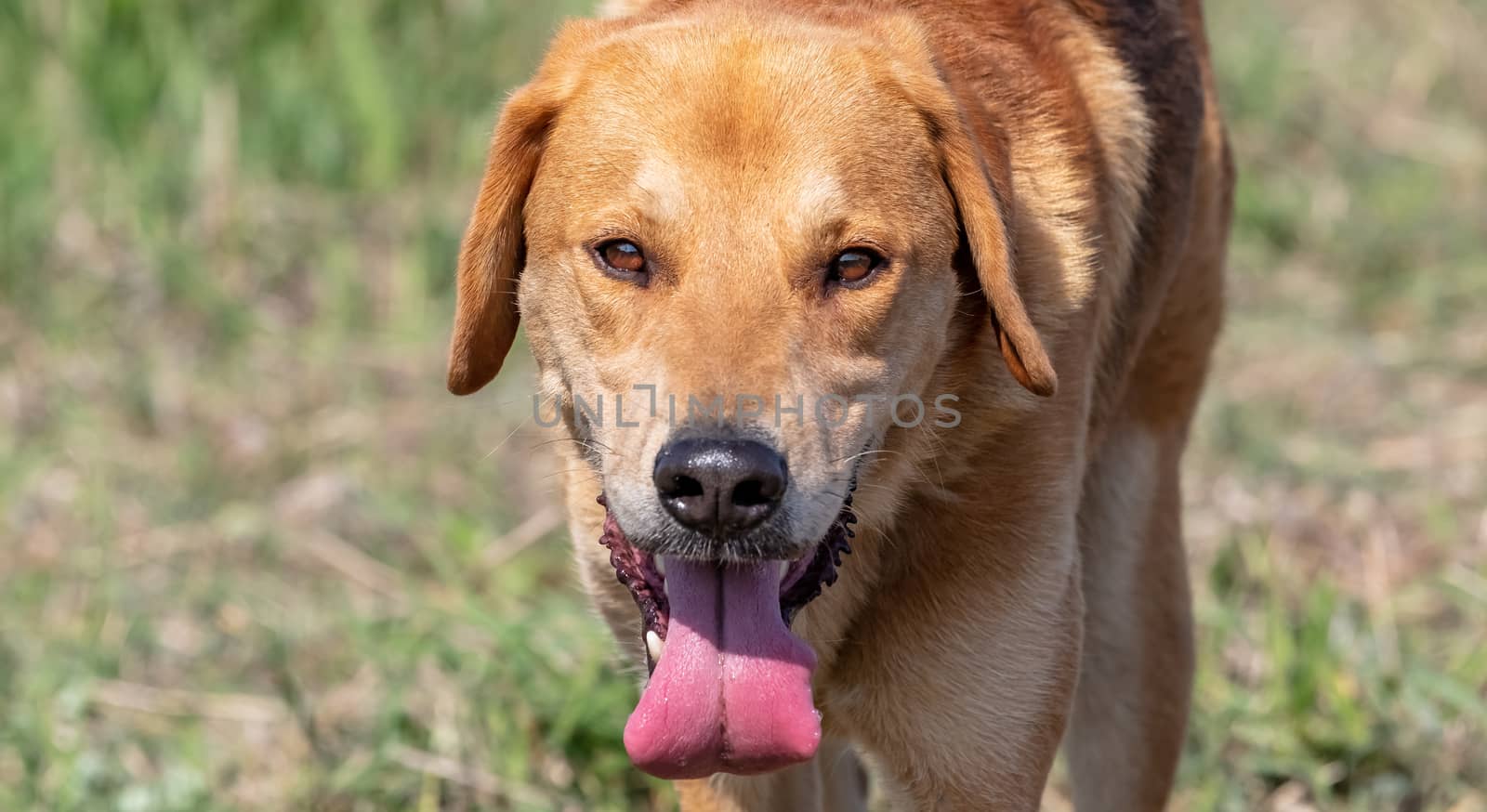 A close up shot of a brown hound hunting on a meadow background. Dog looking straight in the camera. Blurred background.