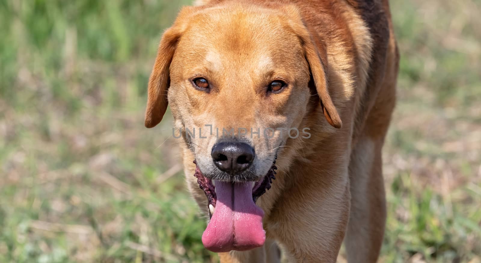 Close up shot of brown hound hunting in the field by DamantisZ