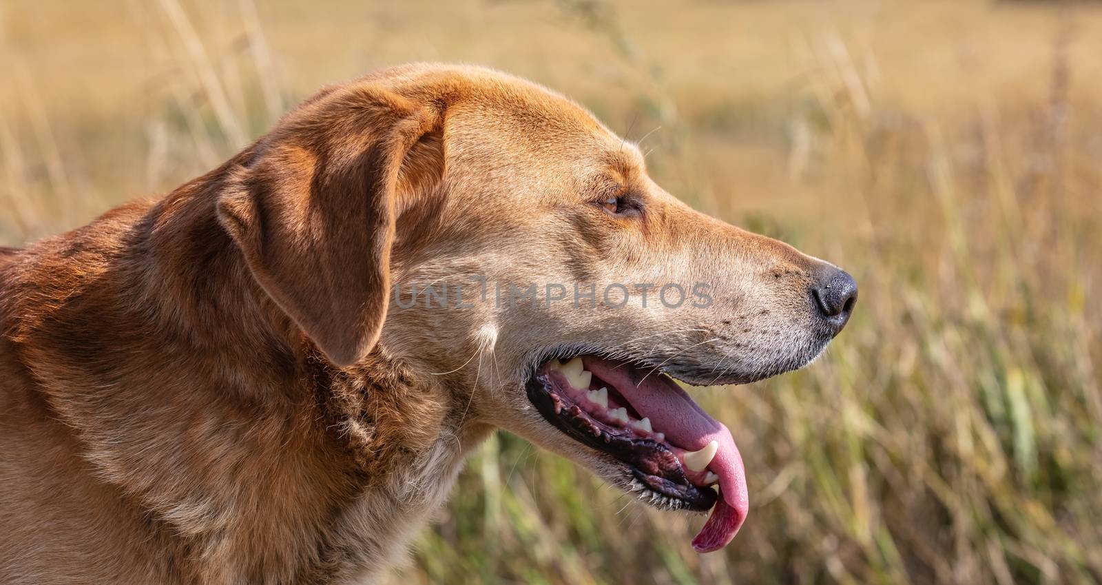A close up shot of a brown hound hunting on a meadow background in the country. Dog looking curiously in the distance. Blurred background.