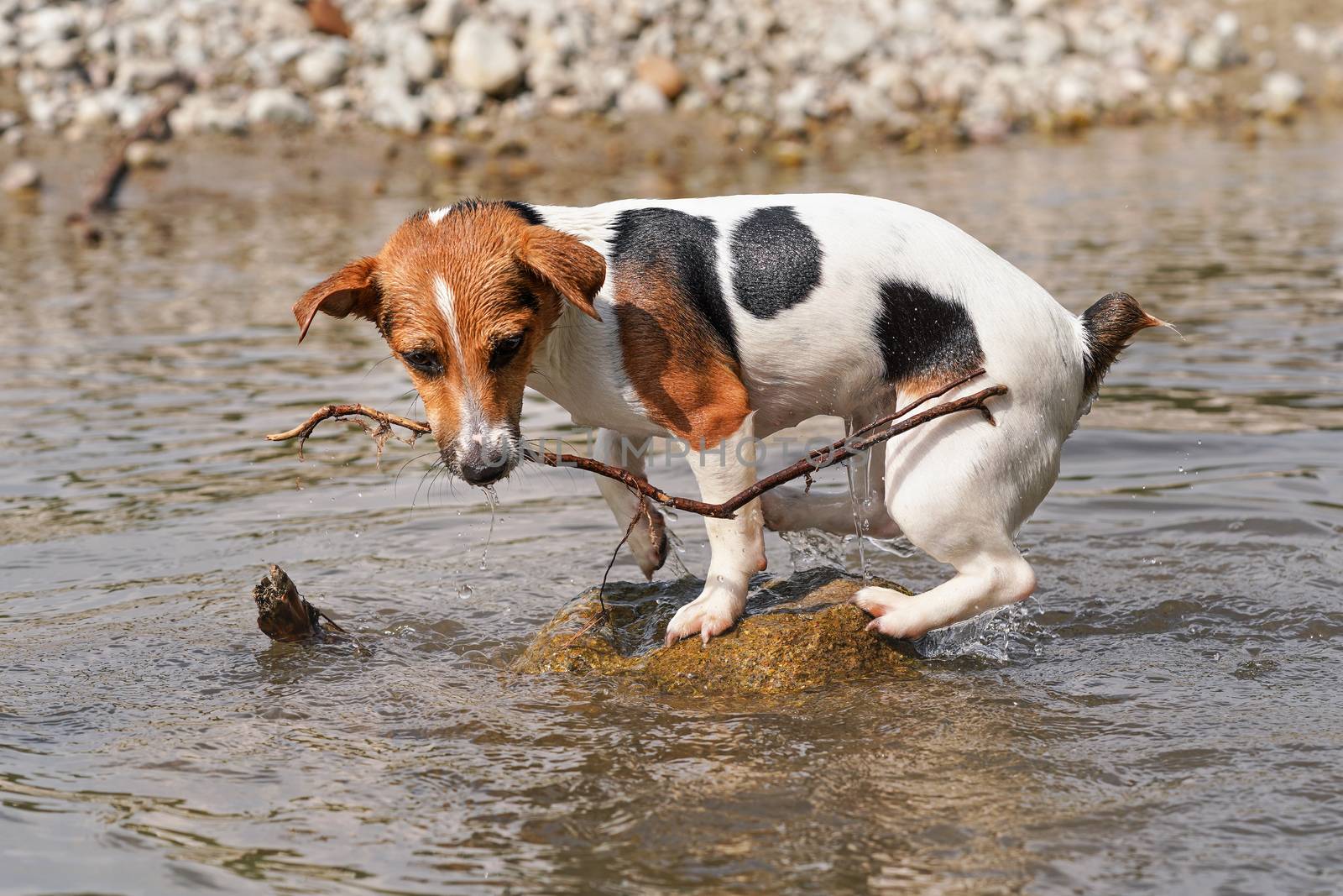 Small Jack Russell terrier walking near shallow river shore, exploring water and wet stones, carrying thin wooden branch in mouth, closeup detail.