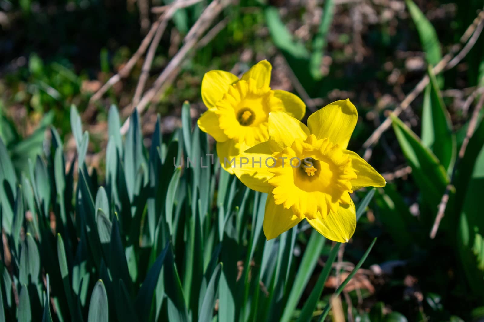 A Patch of Blooming Yellow Tulips During Spring by bju12290