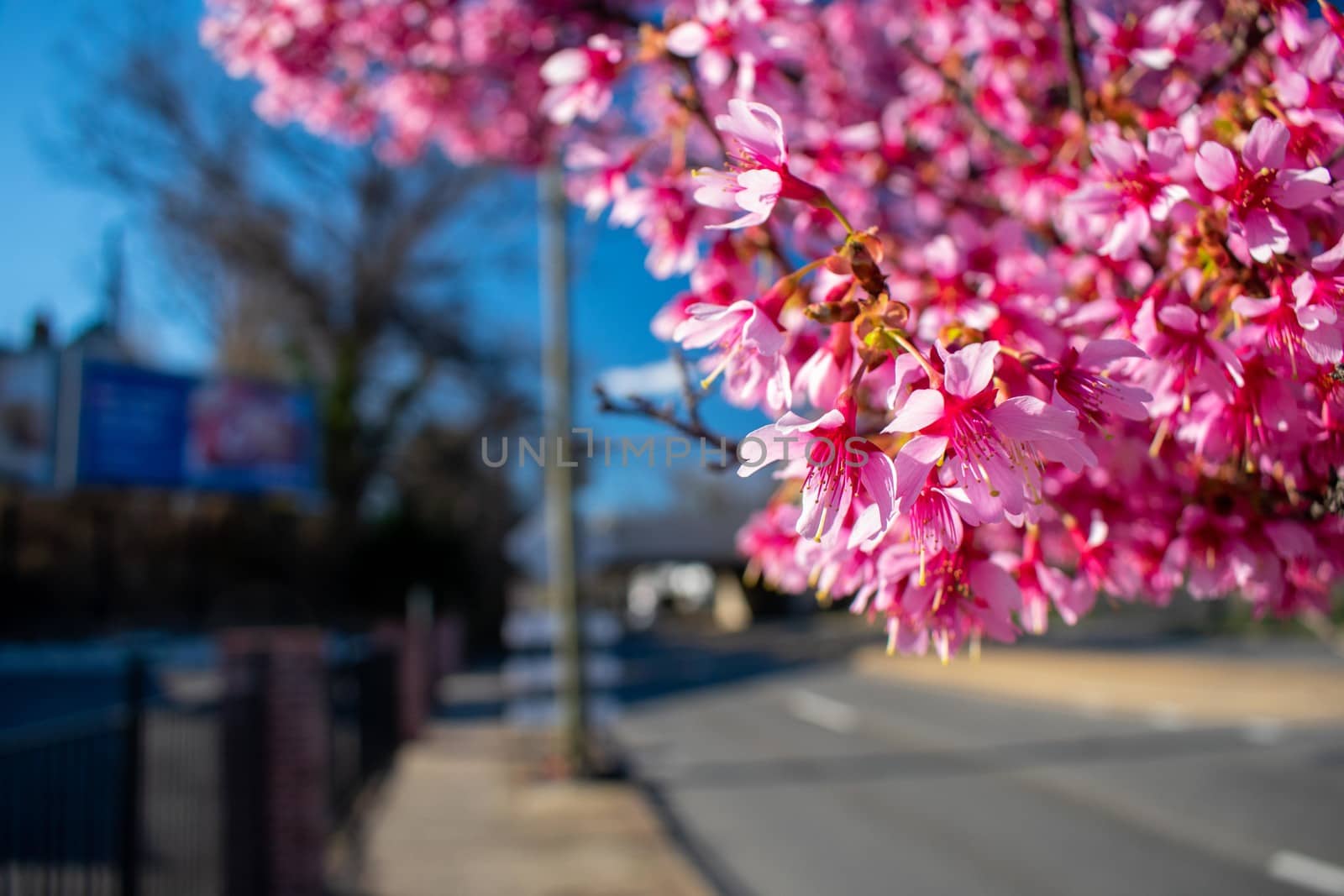 A Pink Cherry Blossom Tree Branch on a Suburban Street