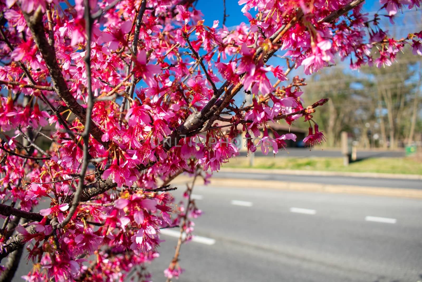 A Pink Cherry Blossom Tree Branch on a Suburban Street