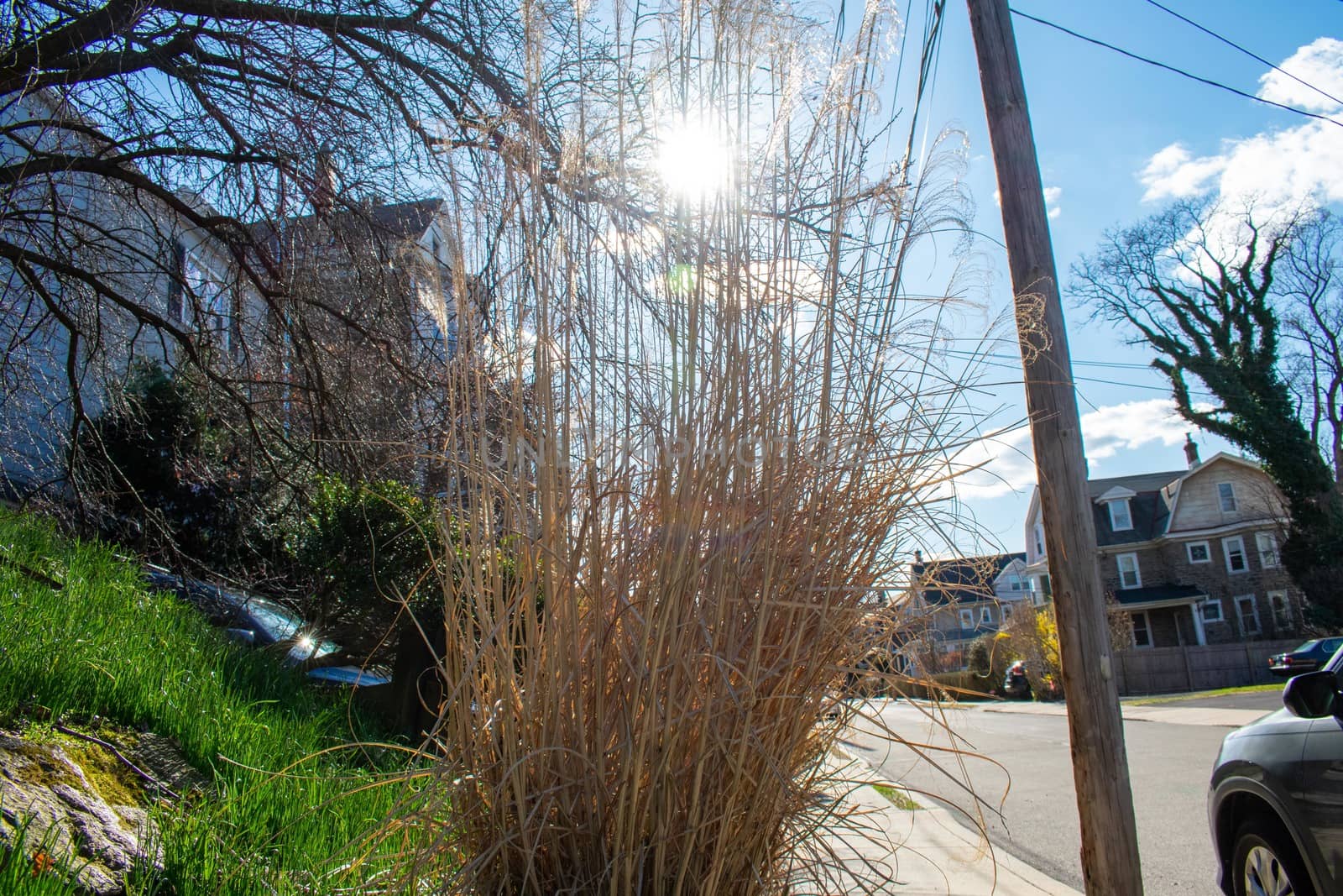 A Tall and Overgrown Brown Shrub With the Sun Shining Through It