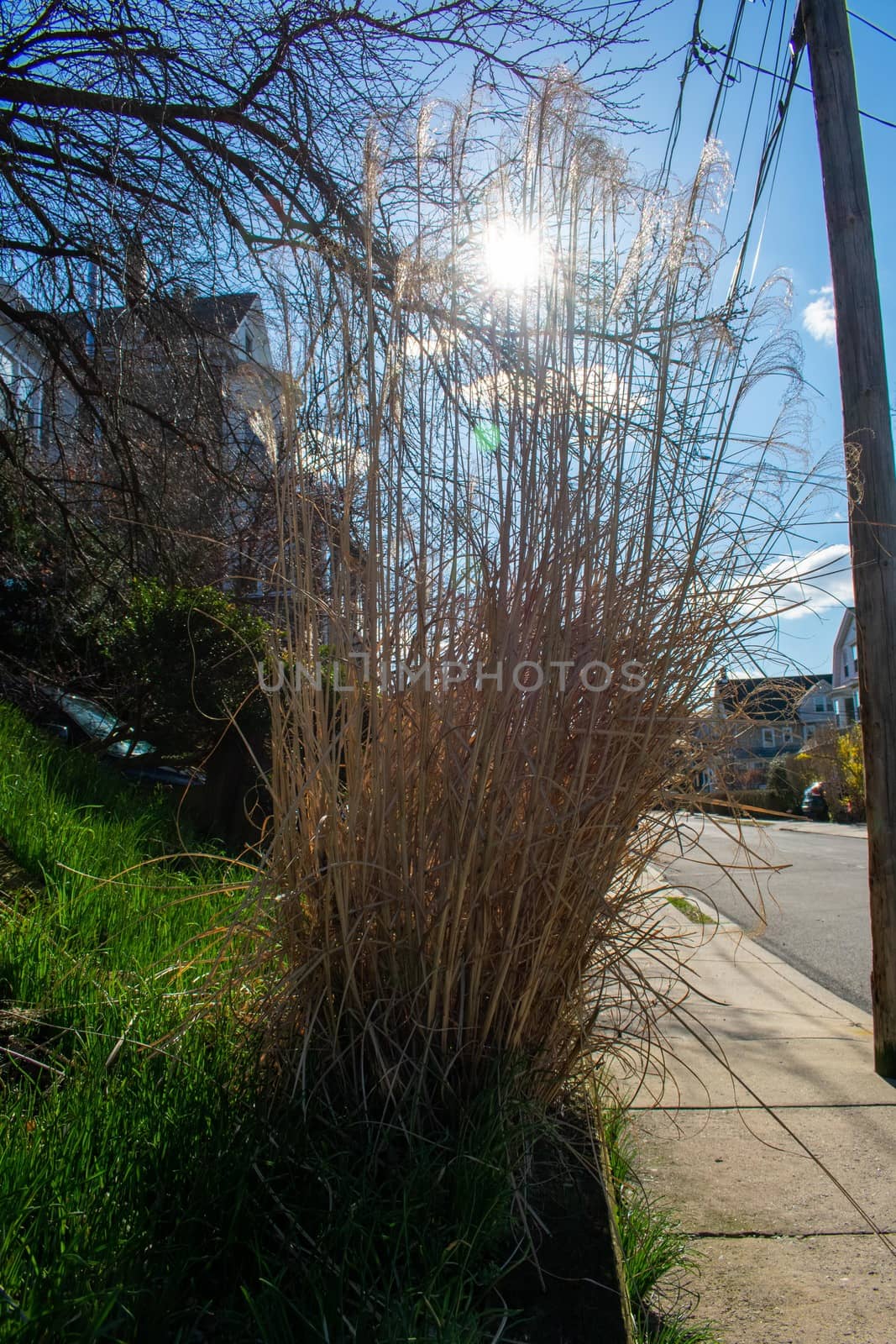 A Tall and Overgrown Brown Shrub With the Sun Shining Through It