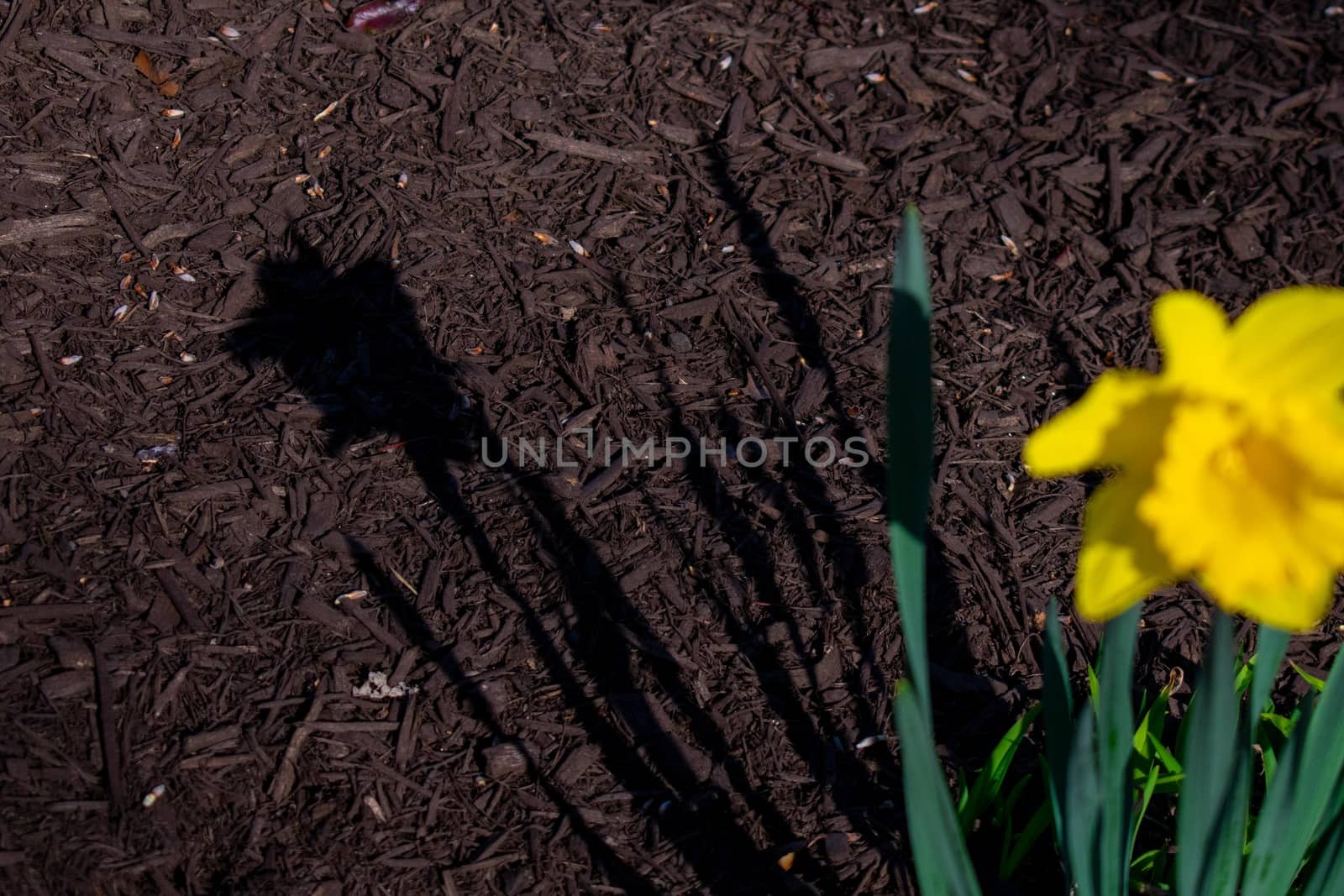 The Shadow of a Bright Yellow Tulip in Black Mulch