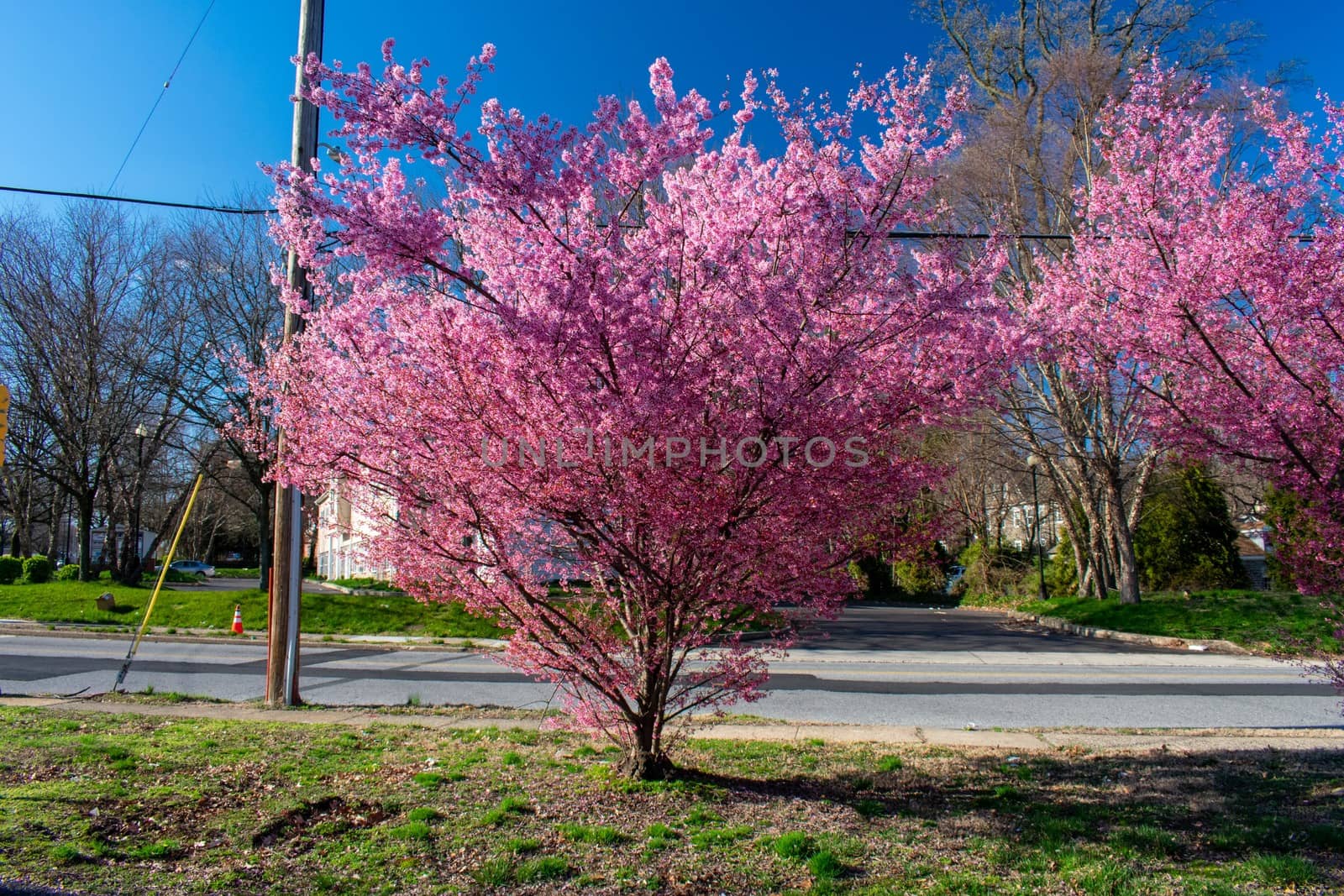 A Cherry Blossom Tree on a Small Lawn on a Suburban Street by bju12290