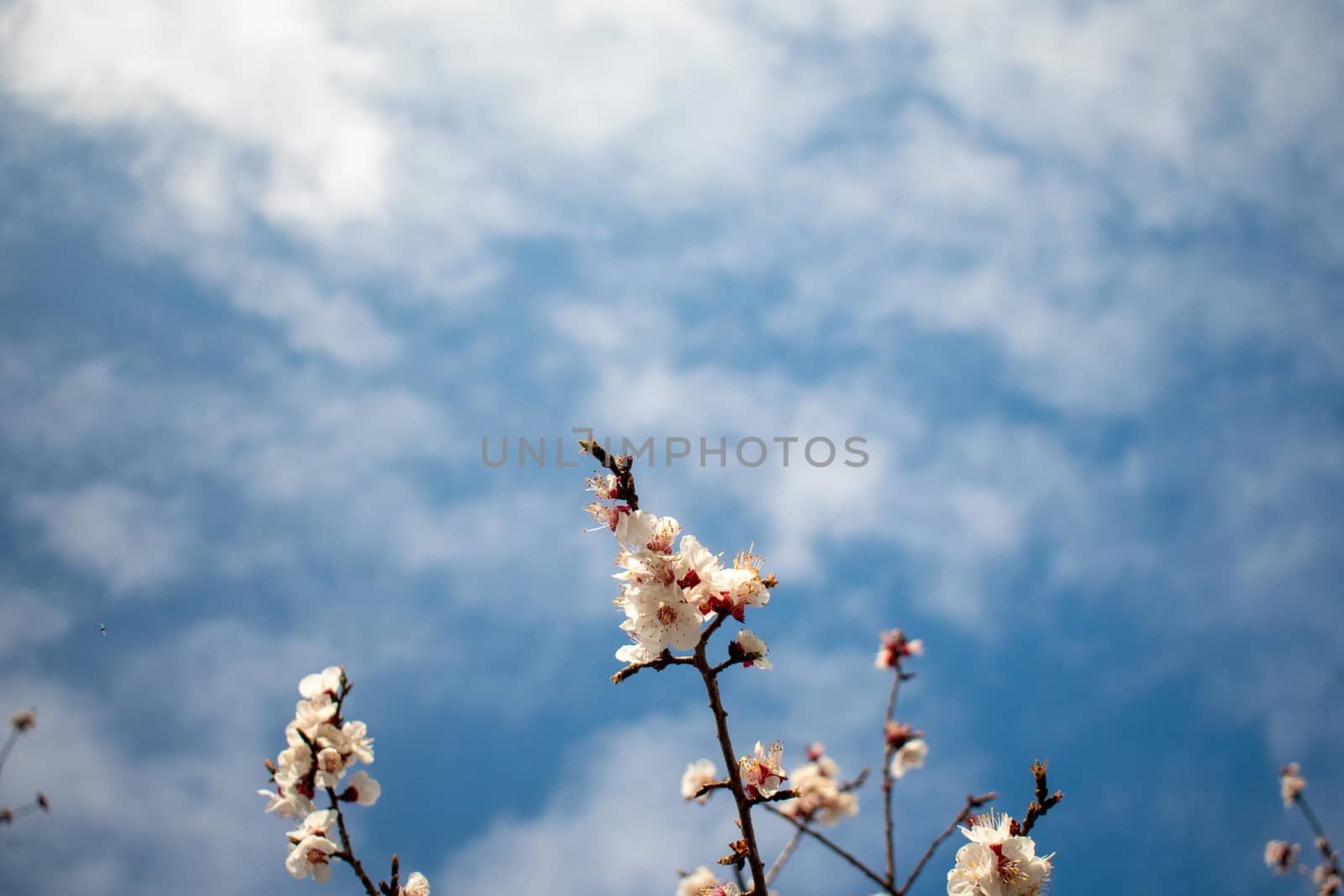 Cherry blossom Tree Branches on a Clear Blue Sky by bju12290