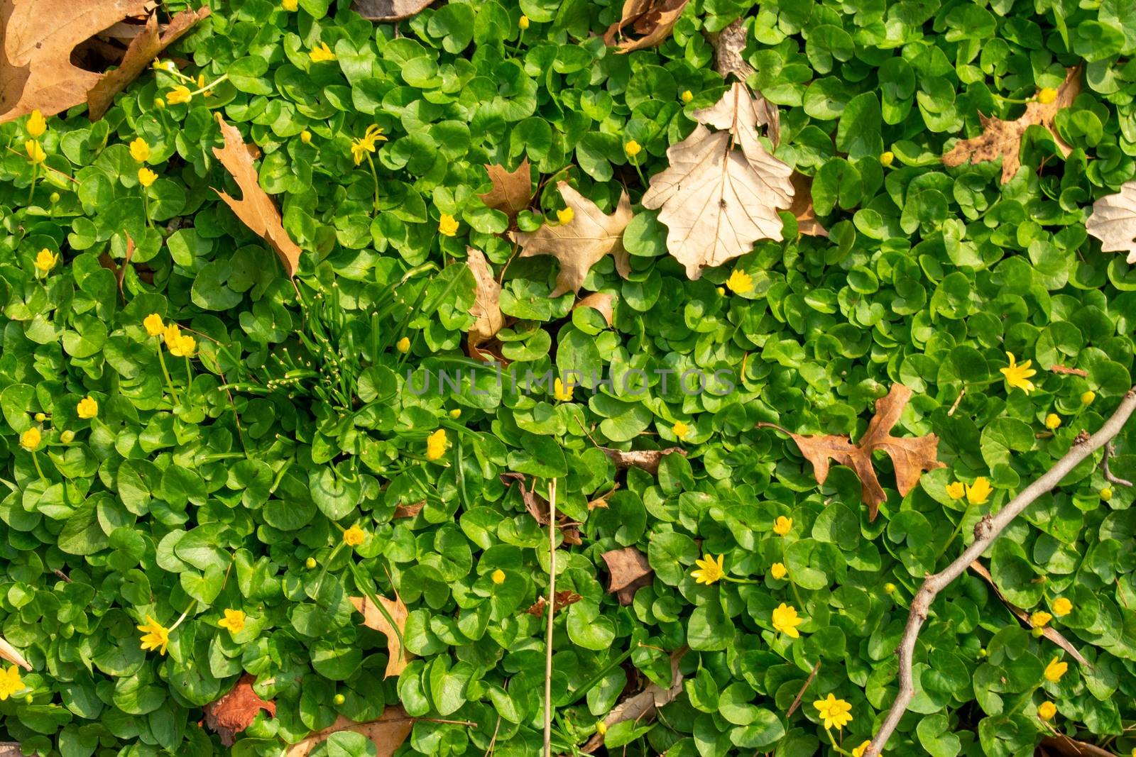 A Patch of Wild Grass With Branches and Leaves Filling the Frame