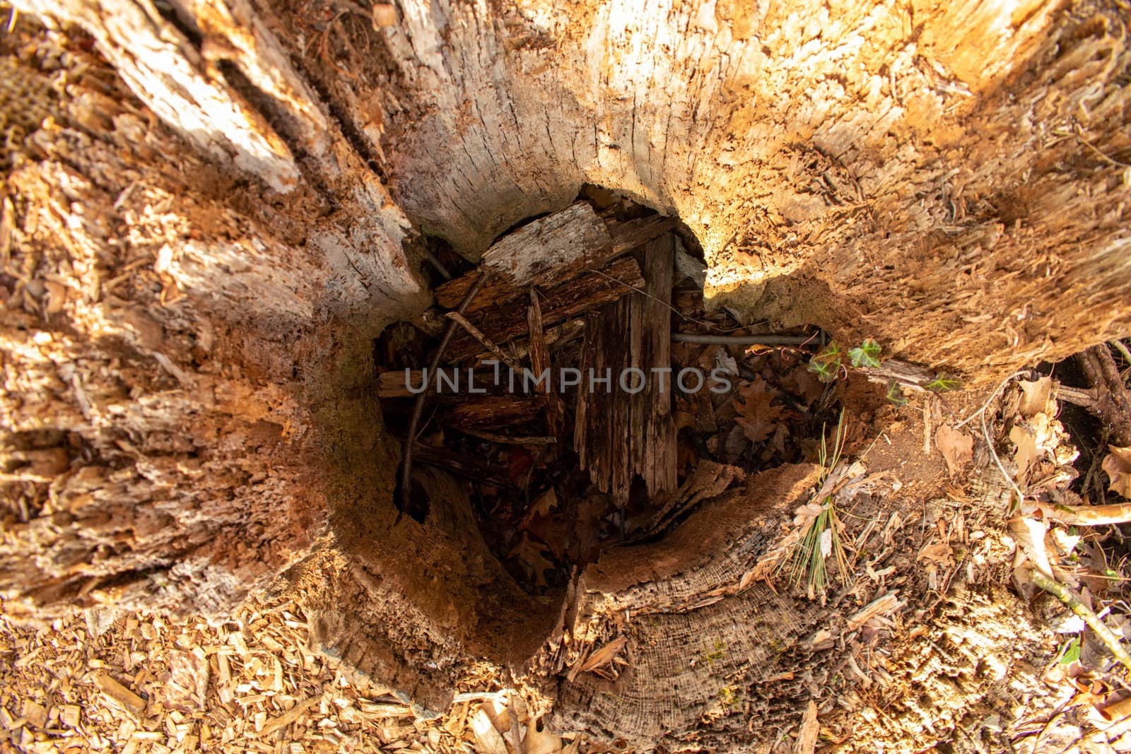 Looking Into a Rotten and Hollow Tree Stump by bju12290