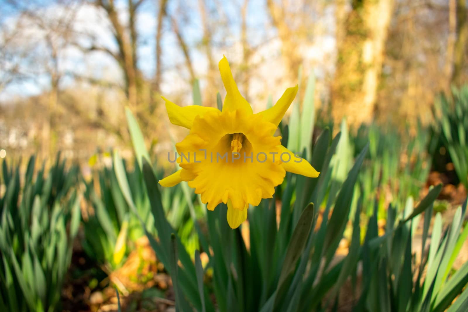 A Patch of Blooming Bright Yellow Tulips During Spring