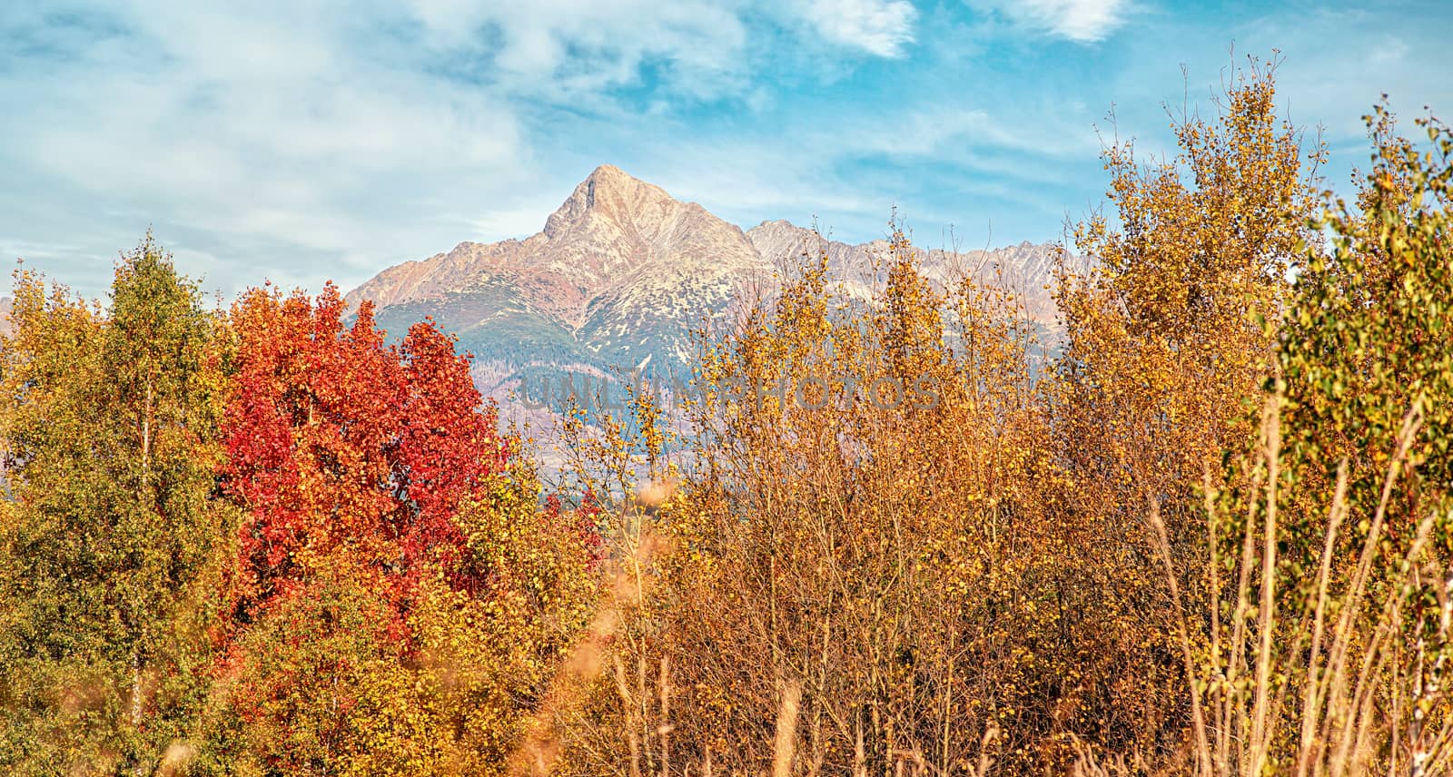 Mount Krivan peak Slovak symbol with out of focus autumn coloured trees in foreground, Typical autumnal scenery of Liptov region, Slovakia.