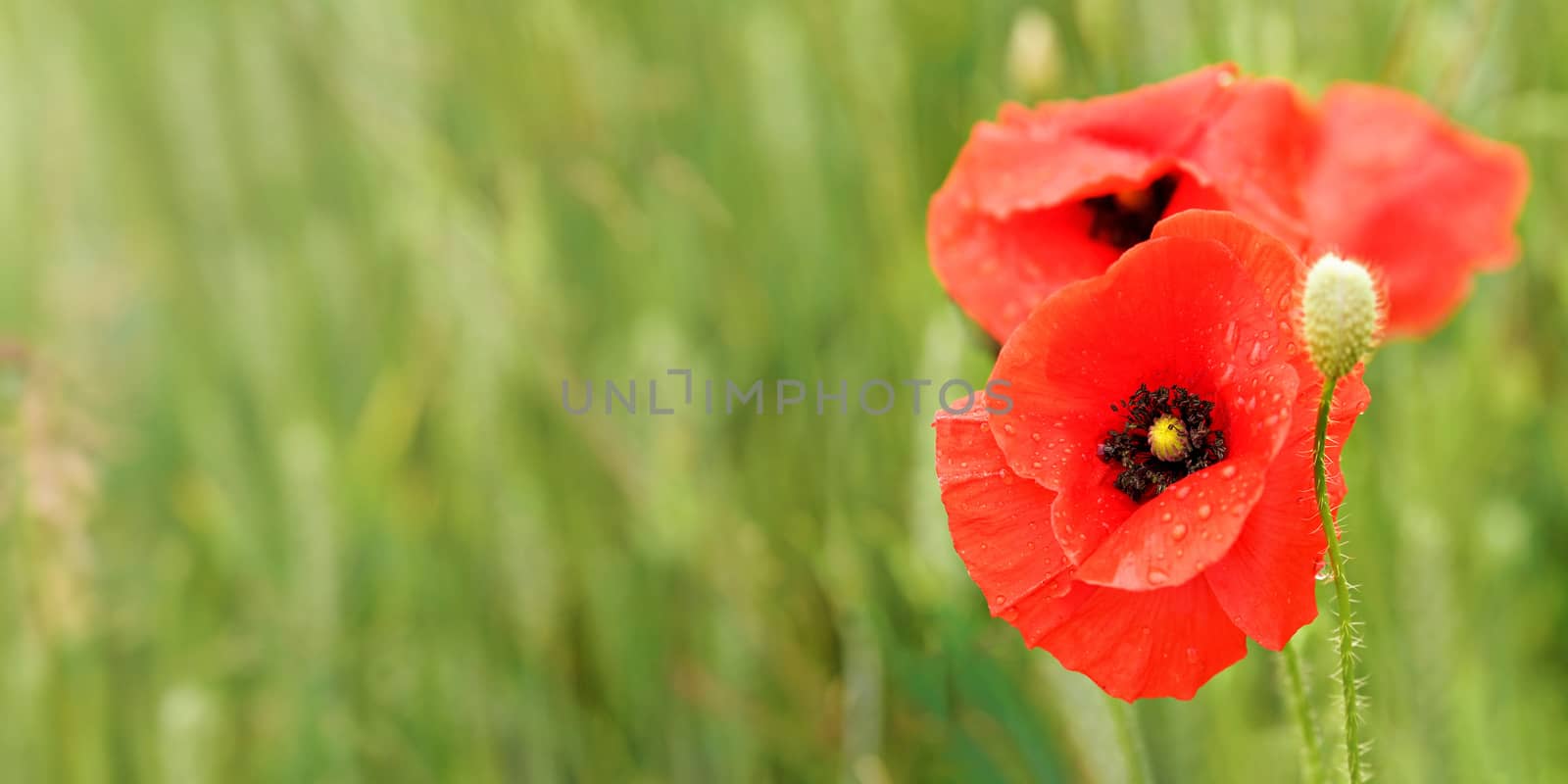 Bright red poppy flowers, petals wet from rain, growing in green field, closeup detail, space for text left side by Ivanko