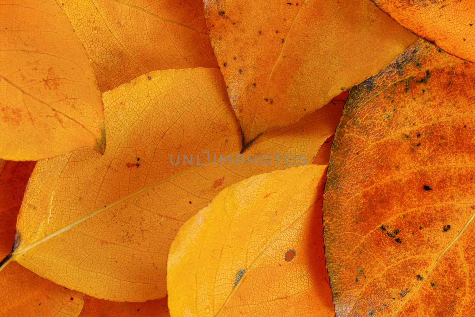 Bright orange autumn leaves, closeup detail from above.