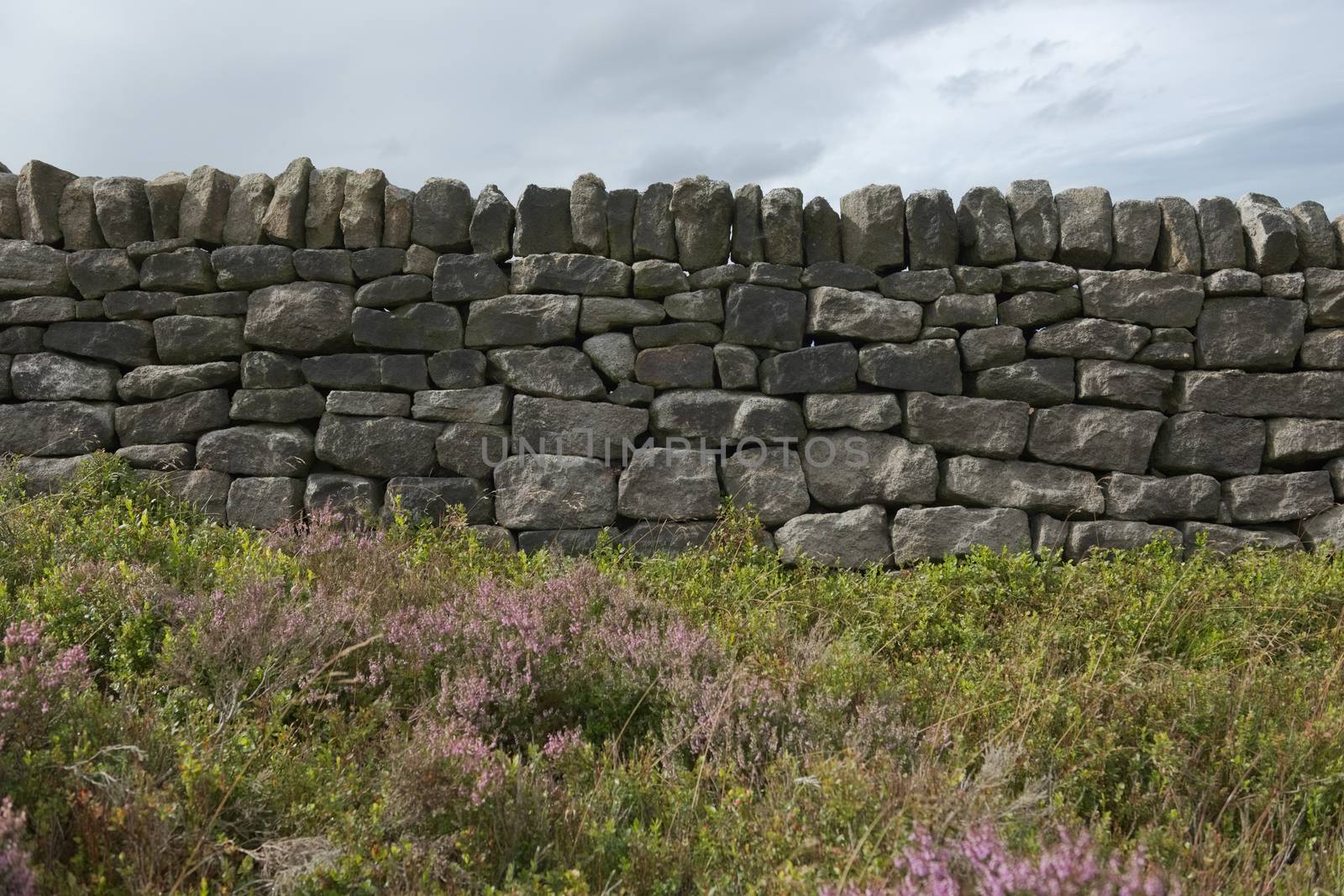 6 - Background photo with copy space. Peak district plants grow and give a soft texture against the hard dark dry stone wall behind. cloudy sky.