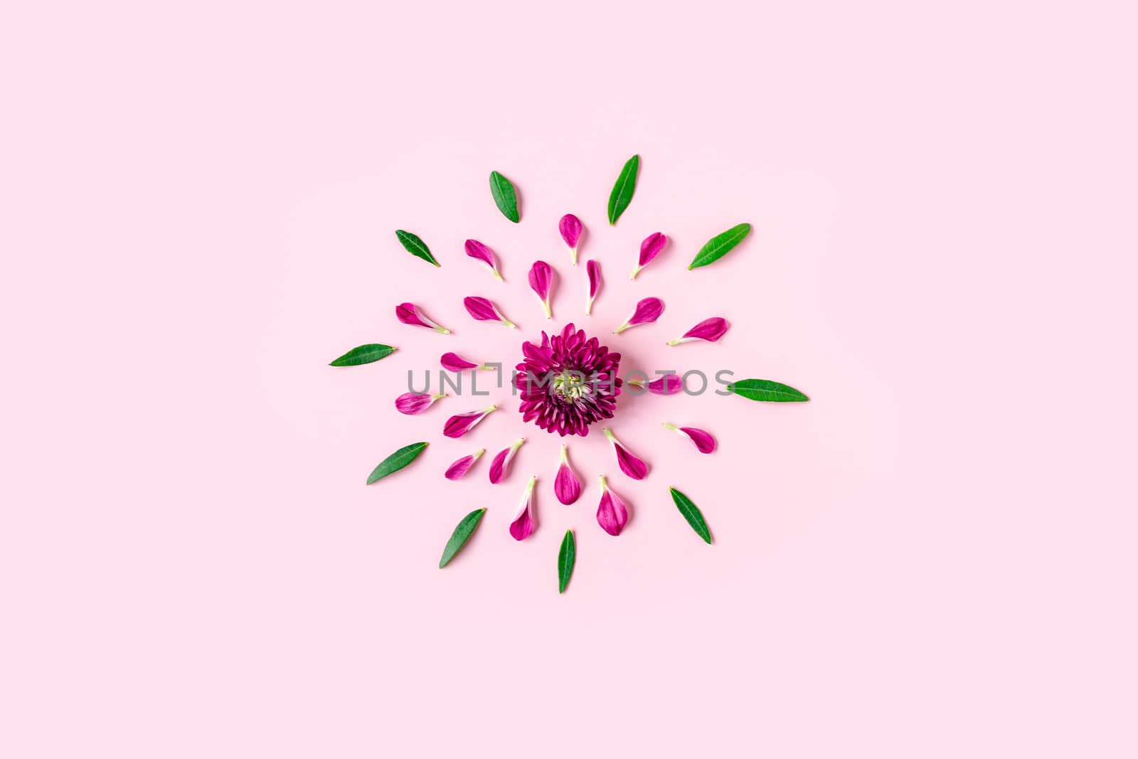 pink chrysanthemum on a pink background with a space for text. layout of pink and green petals on a pink background with space for text. concept of women's holiday, spring holiday, Valentine's day.
