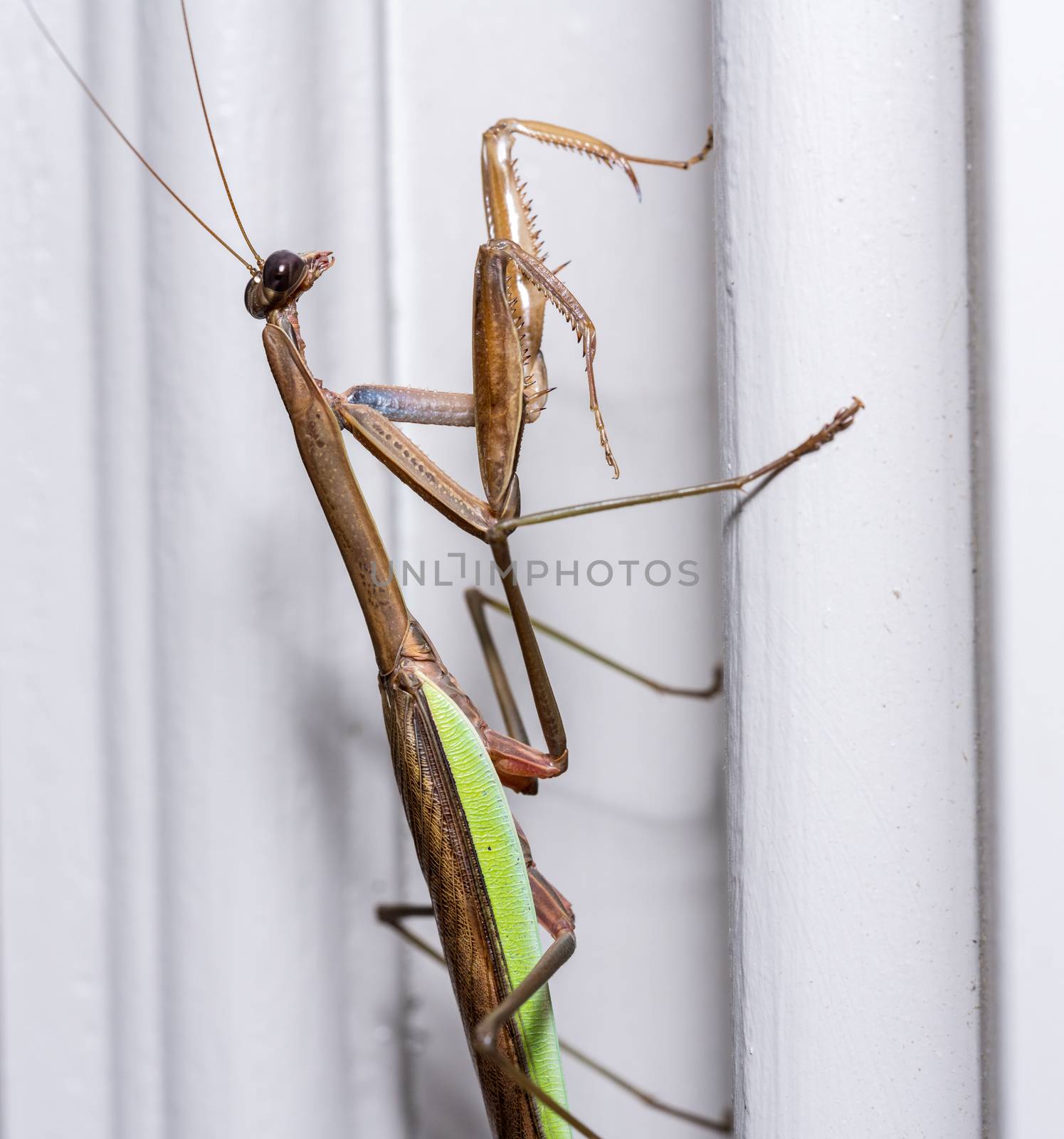 Brown praying mantis on the painted door frame of a home in the USA taken in macro and focused on the head