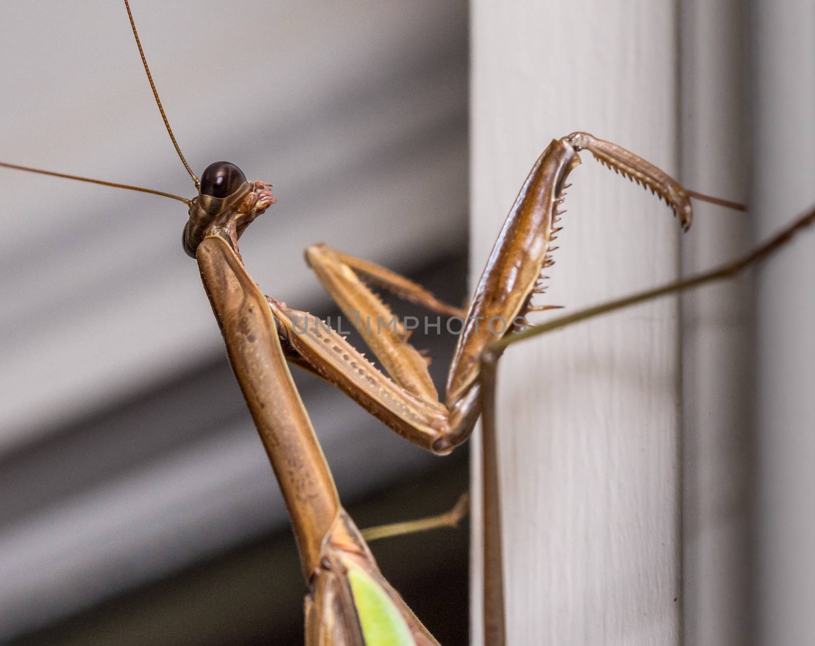Brown praying mantis on the painted door frame of a home in the USA taken in macro and focused on the head