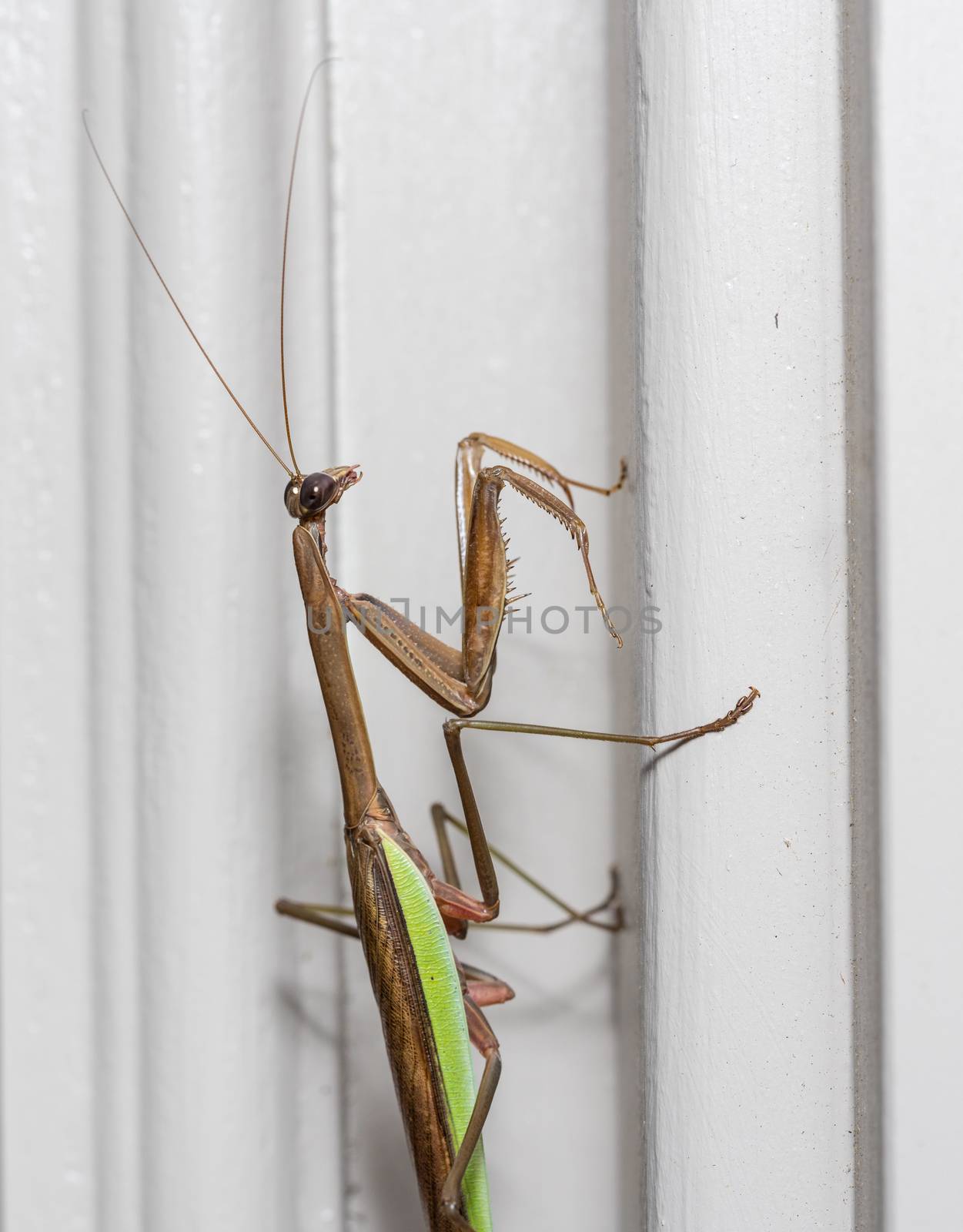 Brown praying mantis on the painted door frame of a home in the USA taken in macro and focused on the head